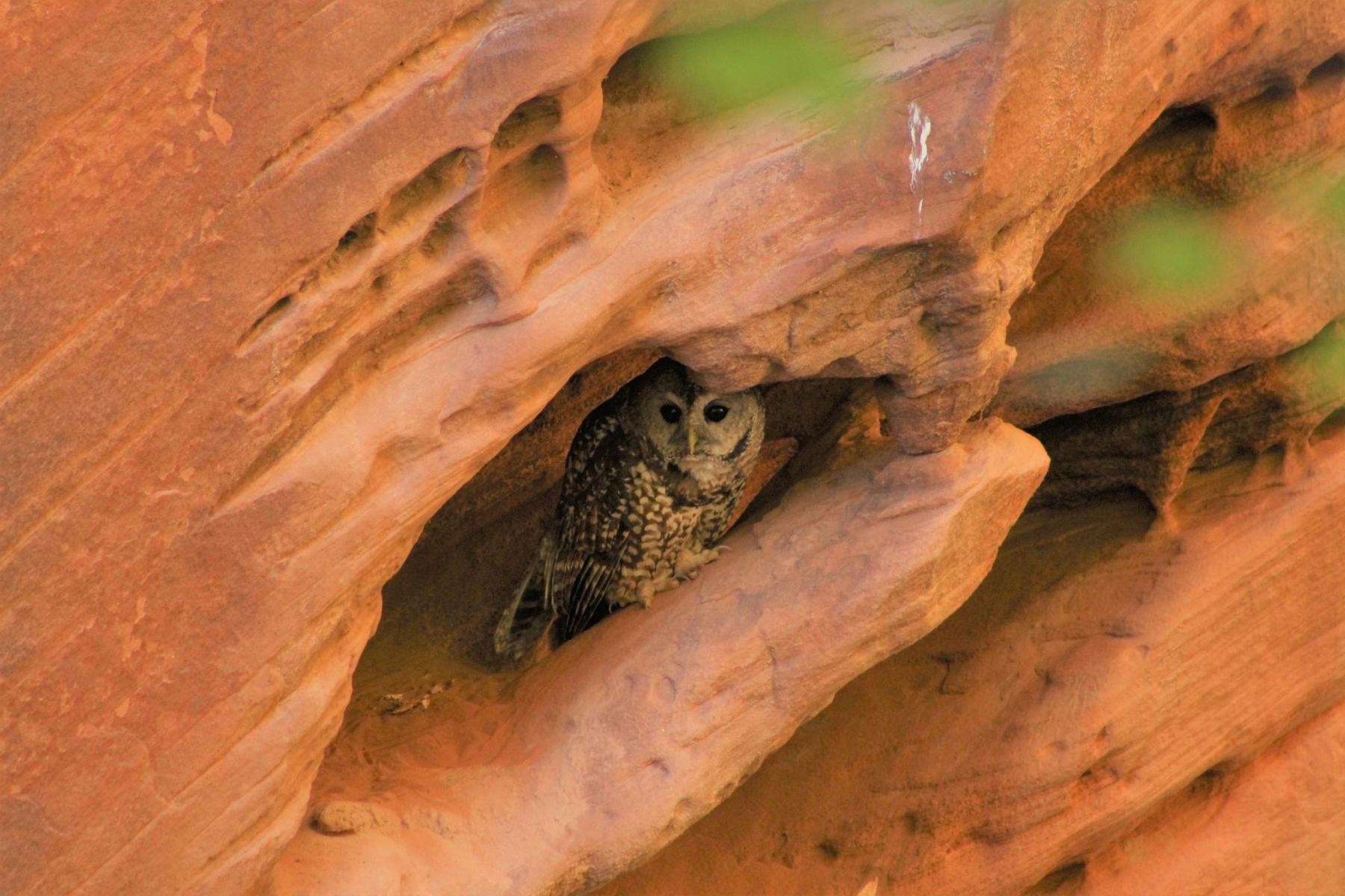 A photo of a spotted, brown and white owl sitting in a small cave on a red rock cliff.