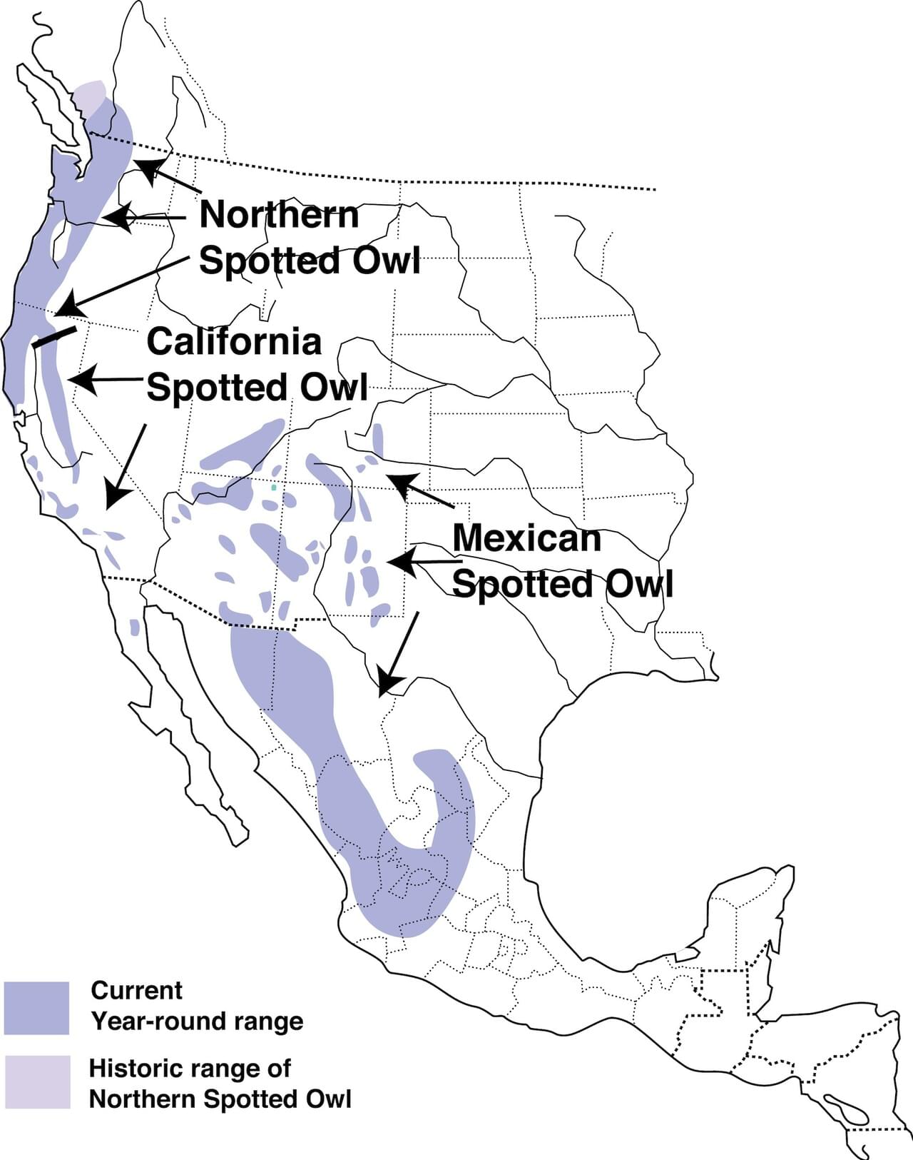 A map of the distribution of spotted owls, showing the different distributions of northern, California, and Mexican spotted owls along the length of the west coast of North America.