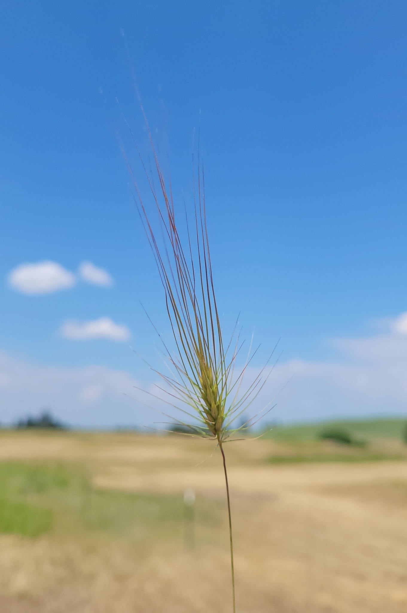 A photo of a grass spike with long-awned seeds. Cultivated fields are out-of-focus in the background.