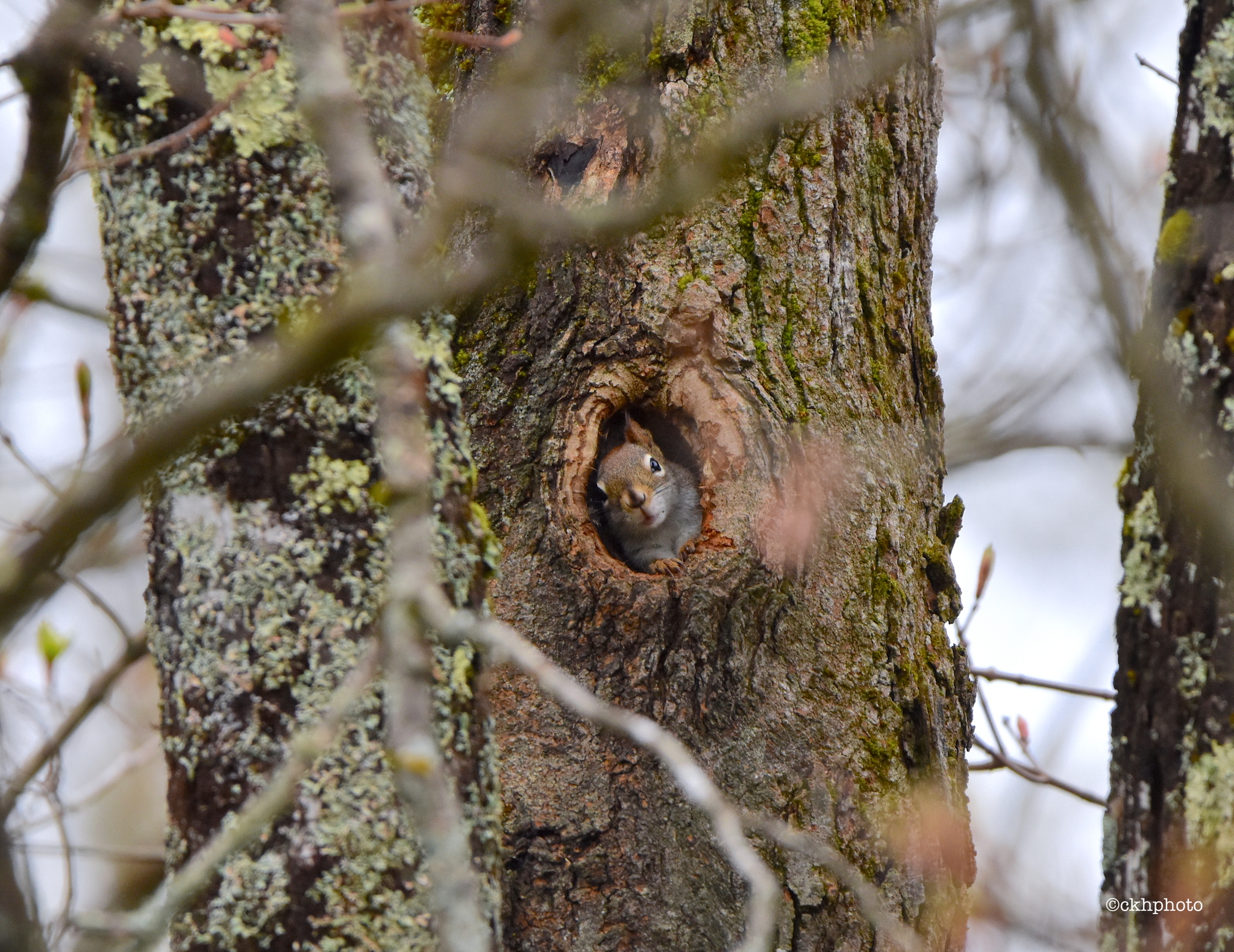 A photo of a red squirrel poking its head out of a hole in a tree trunk.