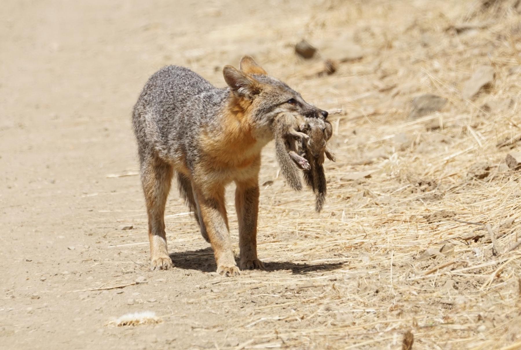 A photo of a small gray and red fox walking on a dusty road with three juvenile squirrels in its mouth.
