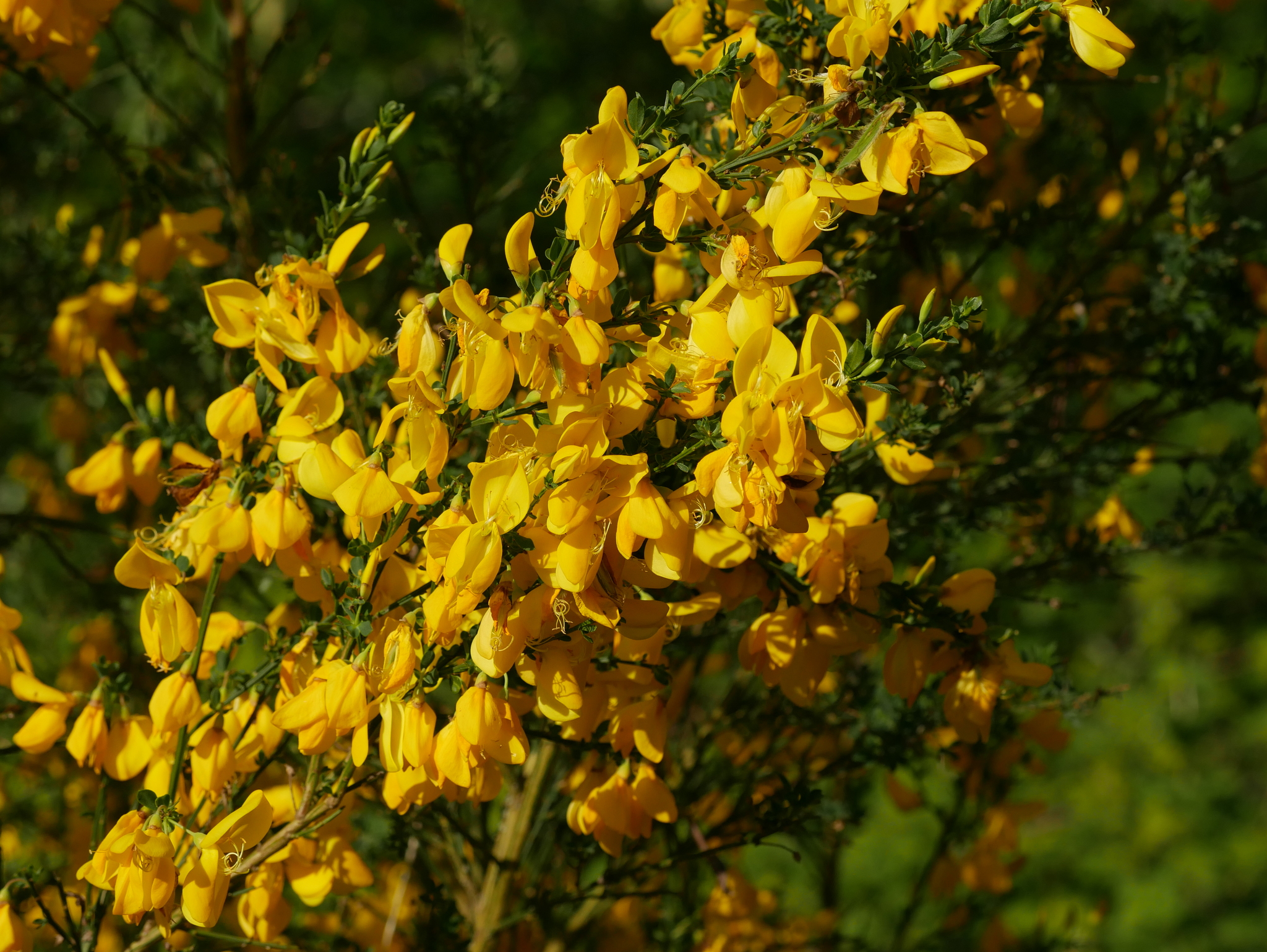 A close-up photo of a shrub with bright yellow pea-type flowers.