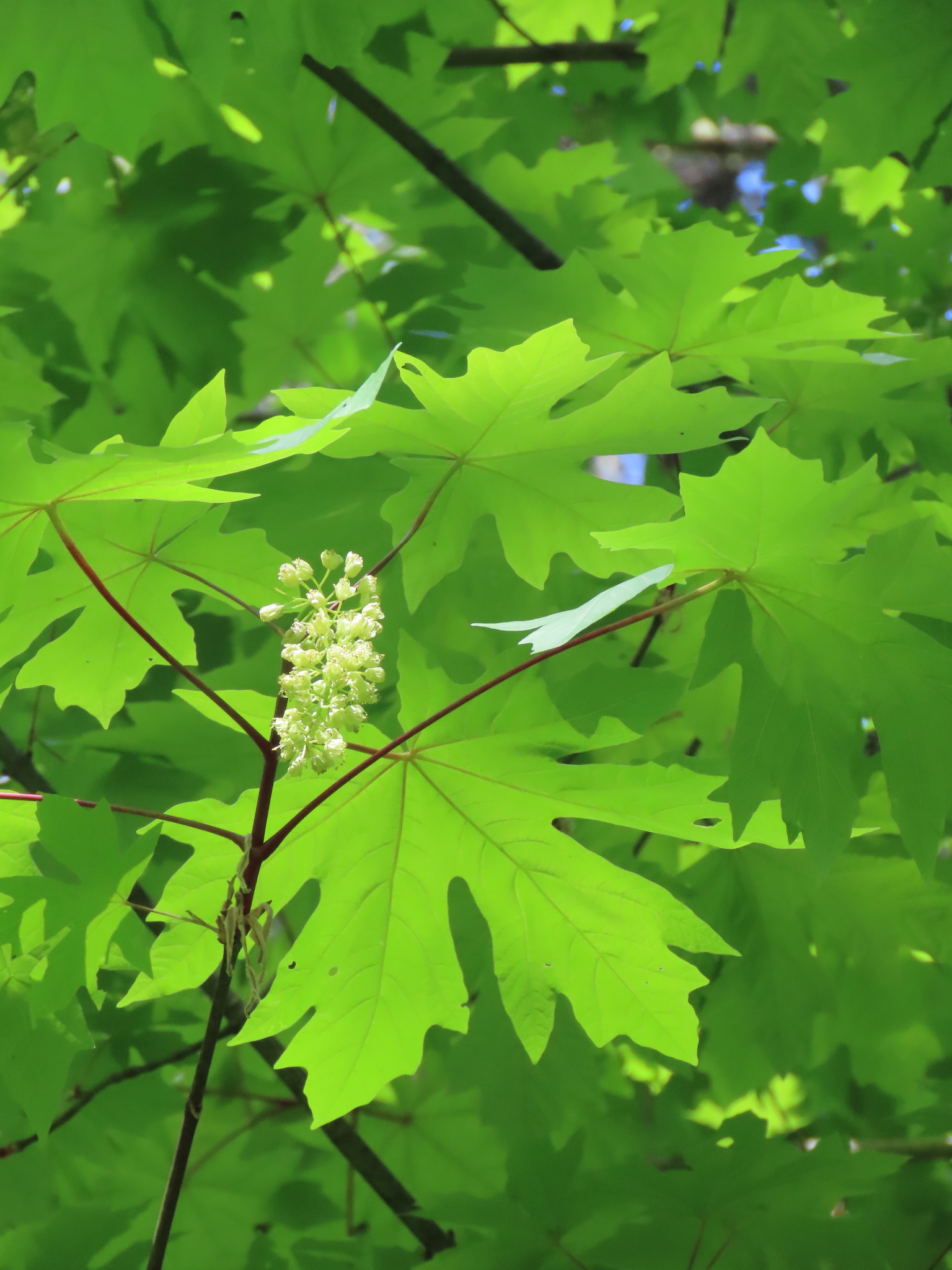 Photo showing white bigleaf maple flowers.