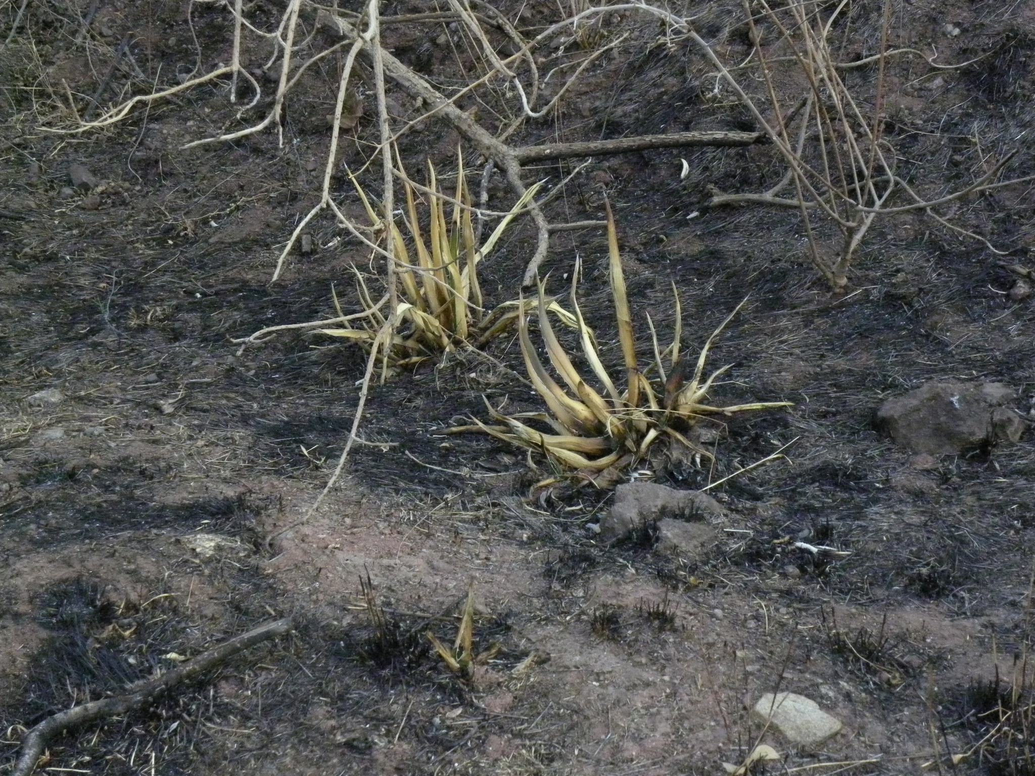 A photo of a recently burned area, with blackened soil and blackened bases of bunchgrasses and forbs. A few bare branches are visible, as are three yellowed agave plants.