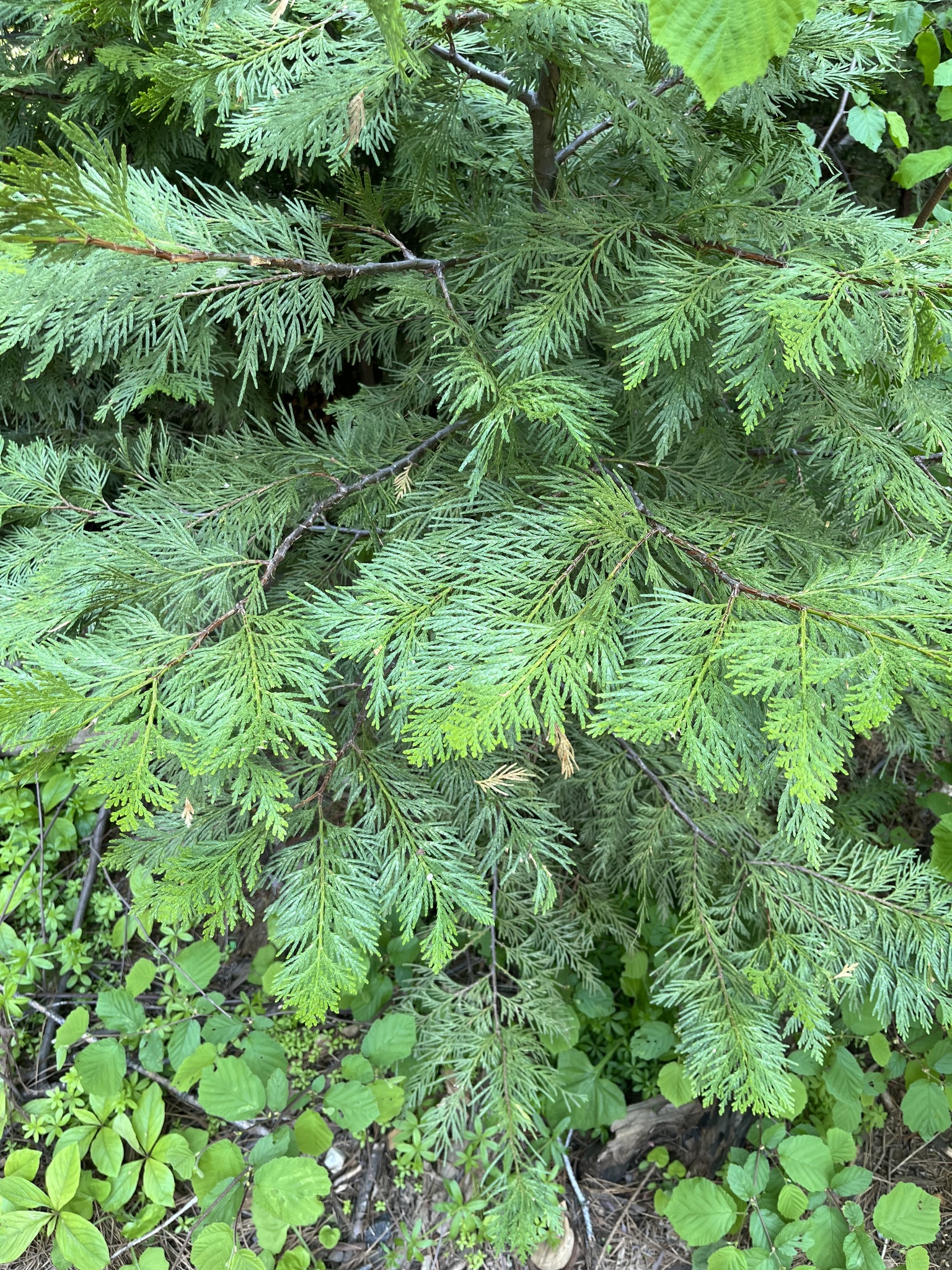 Photo of incense-cedar seedling showing the foliage.