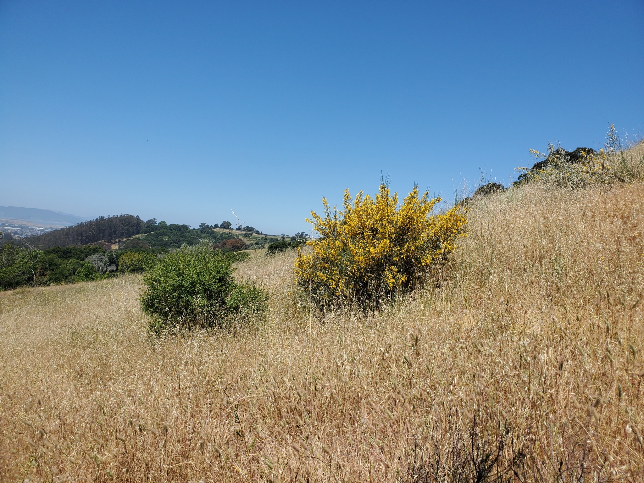 A photo of an open hillside covered in dry grass, with two shrubs next to each other. One is green, and one is covered in bright yellow flowers.
