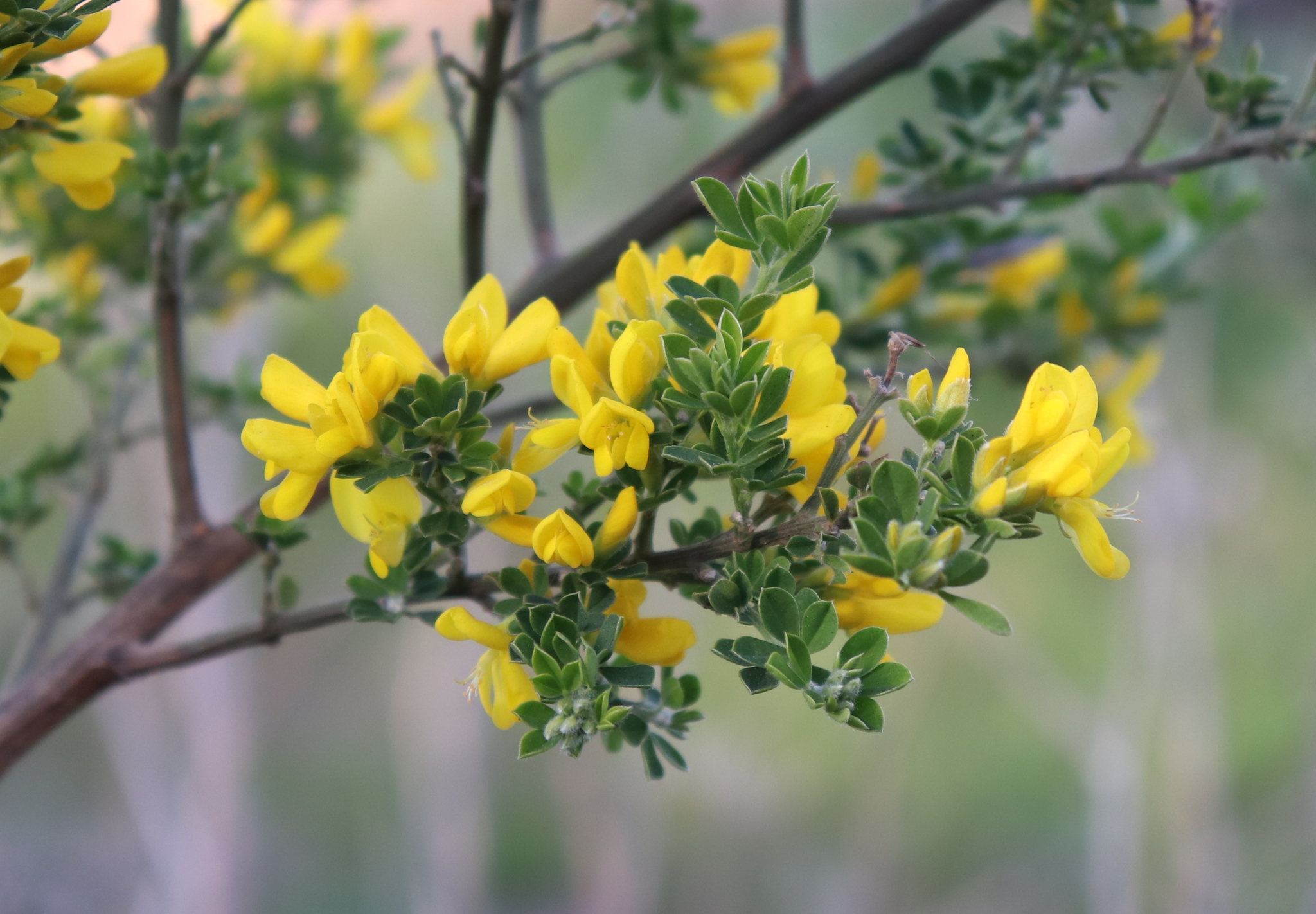 A close-up photo of a shrub with small green leaves and clusters of bright yellow flowers.