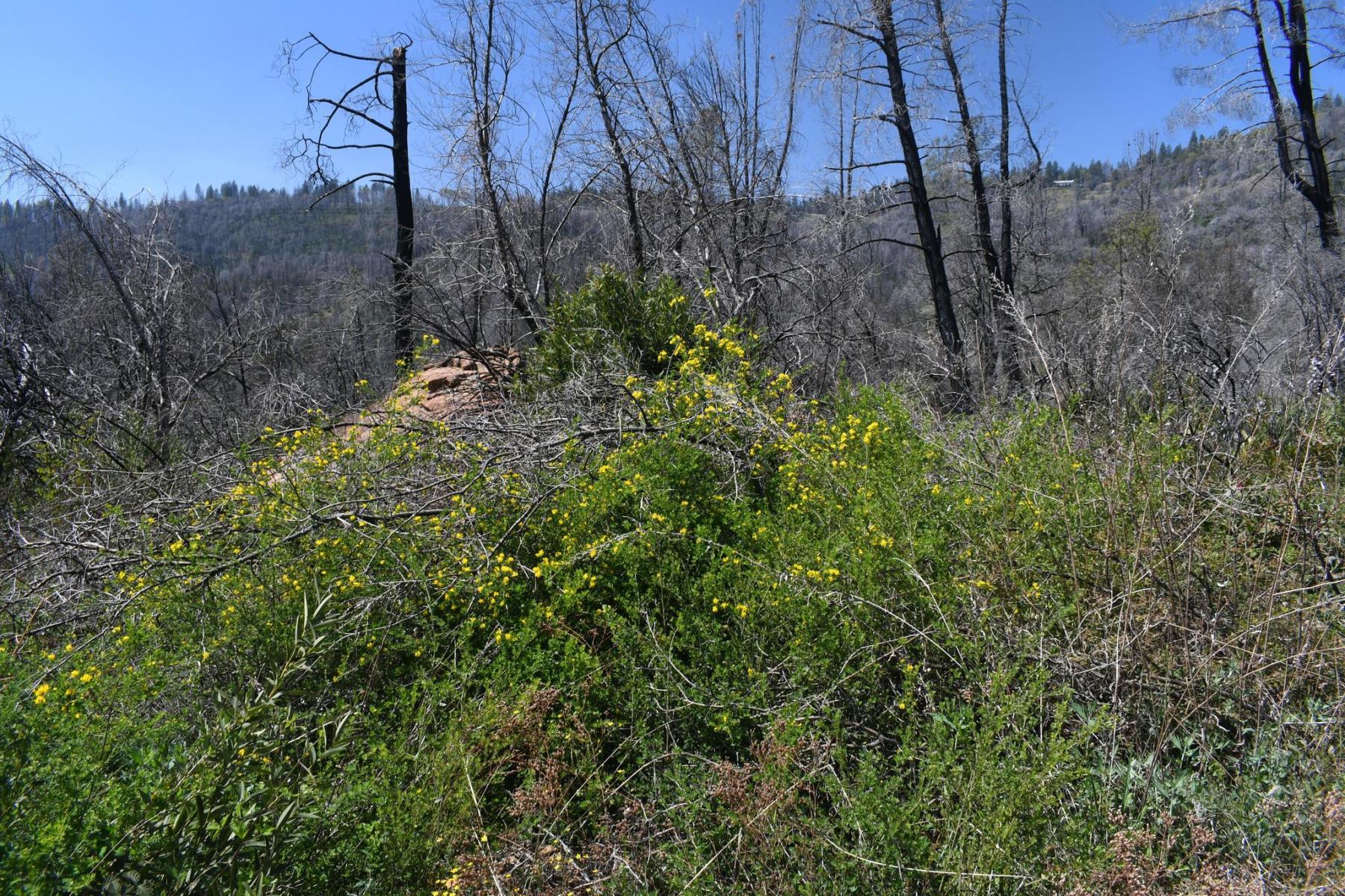 A photo of a hillside with a line of burned, blackened trees behind and green shrubs with yellow flowers in the foreground.