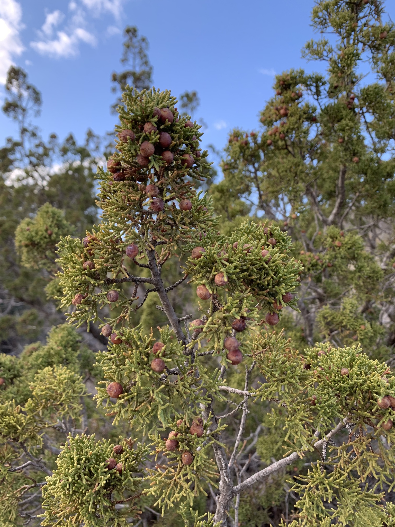 Photo of Pinchot's juniper branch tip showing orange berries.