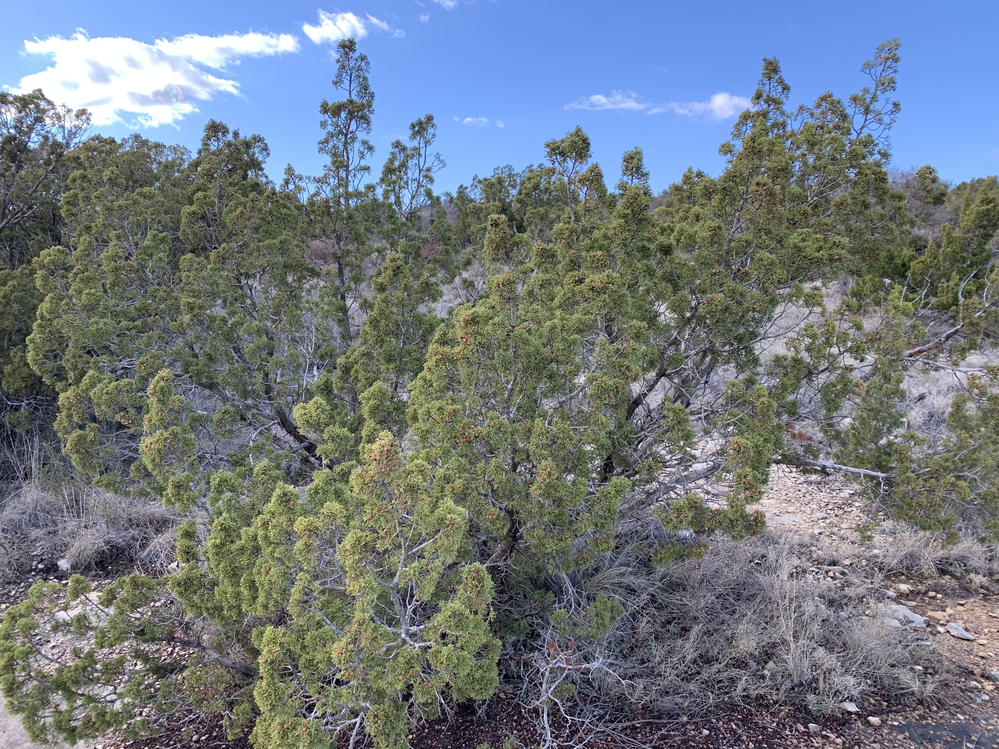 Photo of Pinchot's juniper tree growing in the sun.