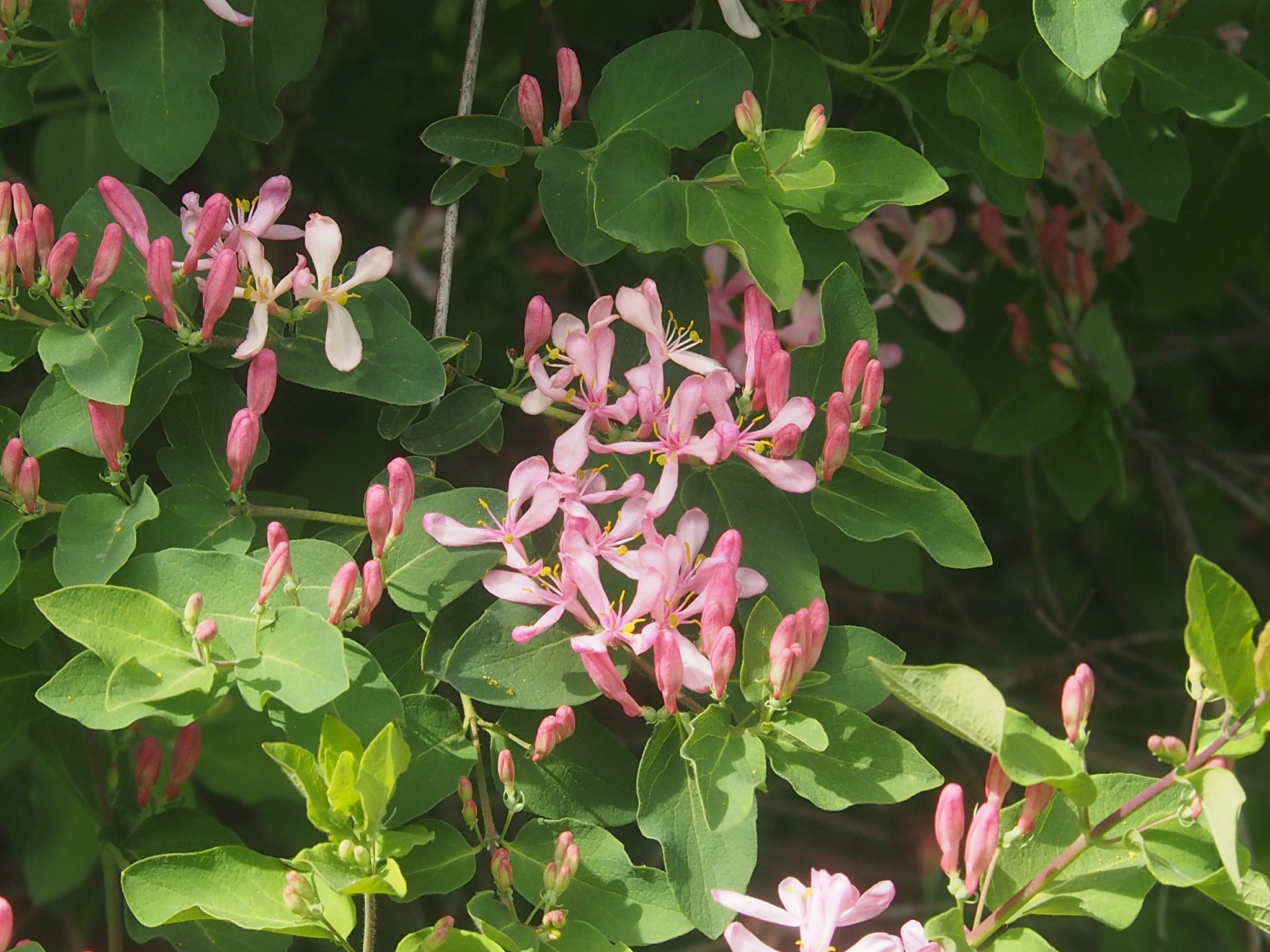 A photo of a leafy shrub with delicate pink and white flowers blooming along the stems.