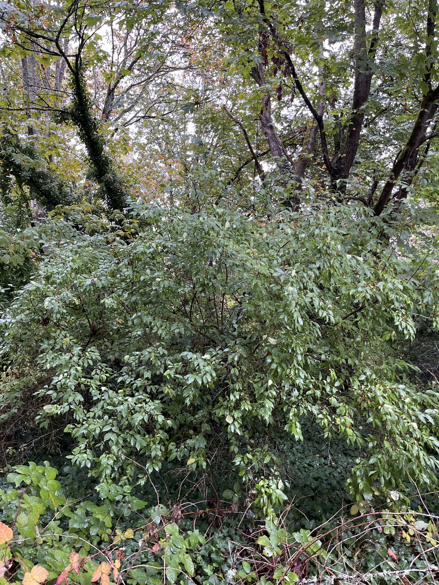 A photo of a large, leafy shrub with white flowers and drooping branches growing in a forest.