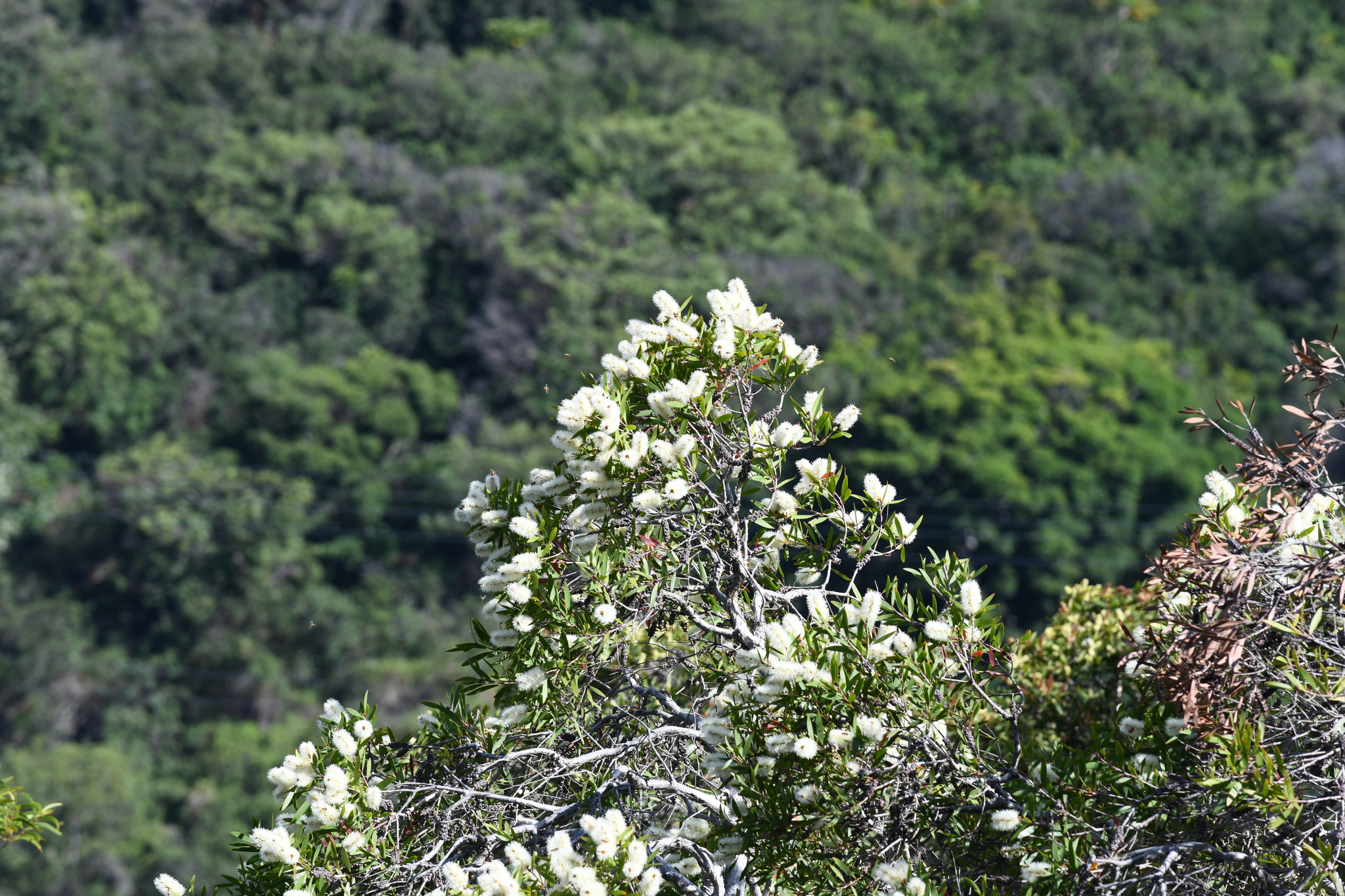 A photo of a tree overhanging a steep hillside covered in puffy white flowers. The other side of the hill is covered in lush green vegetation.