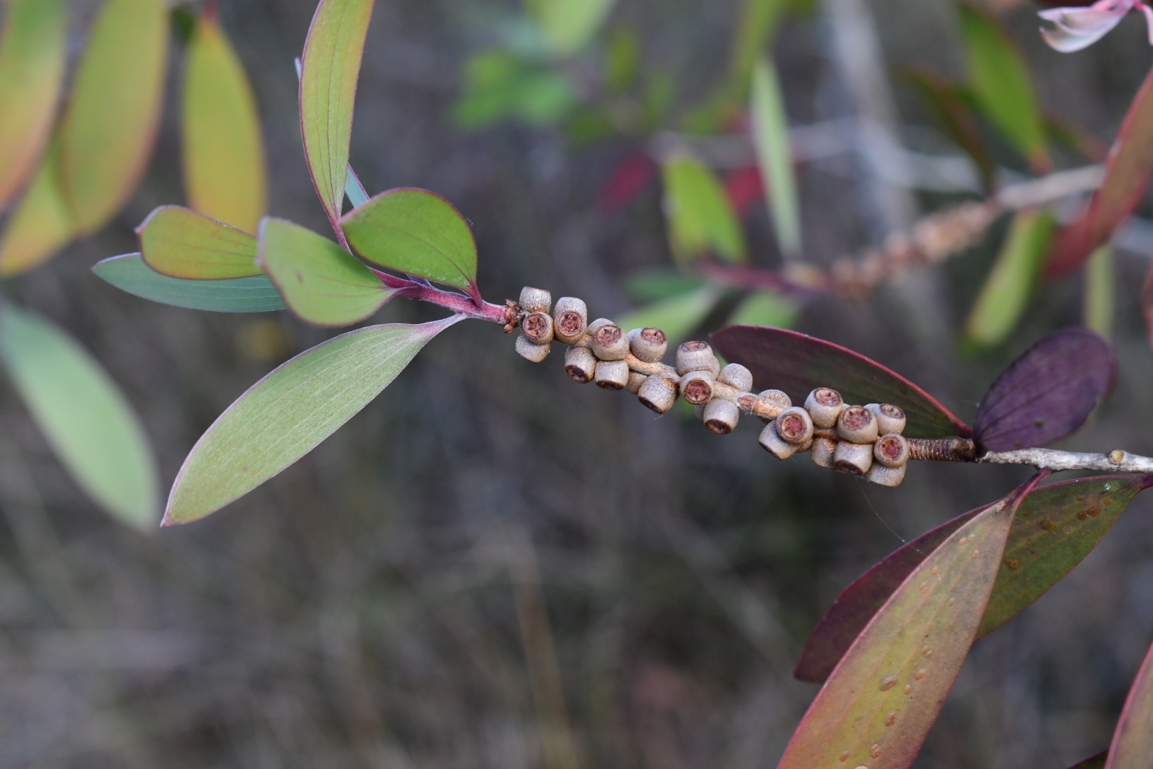 A photo of a woody stem with long, pointed green leaves and small woody pods attached to the stem.