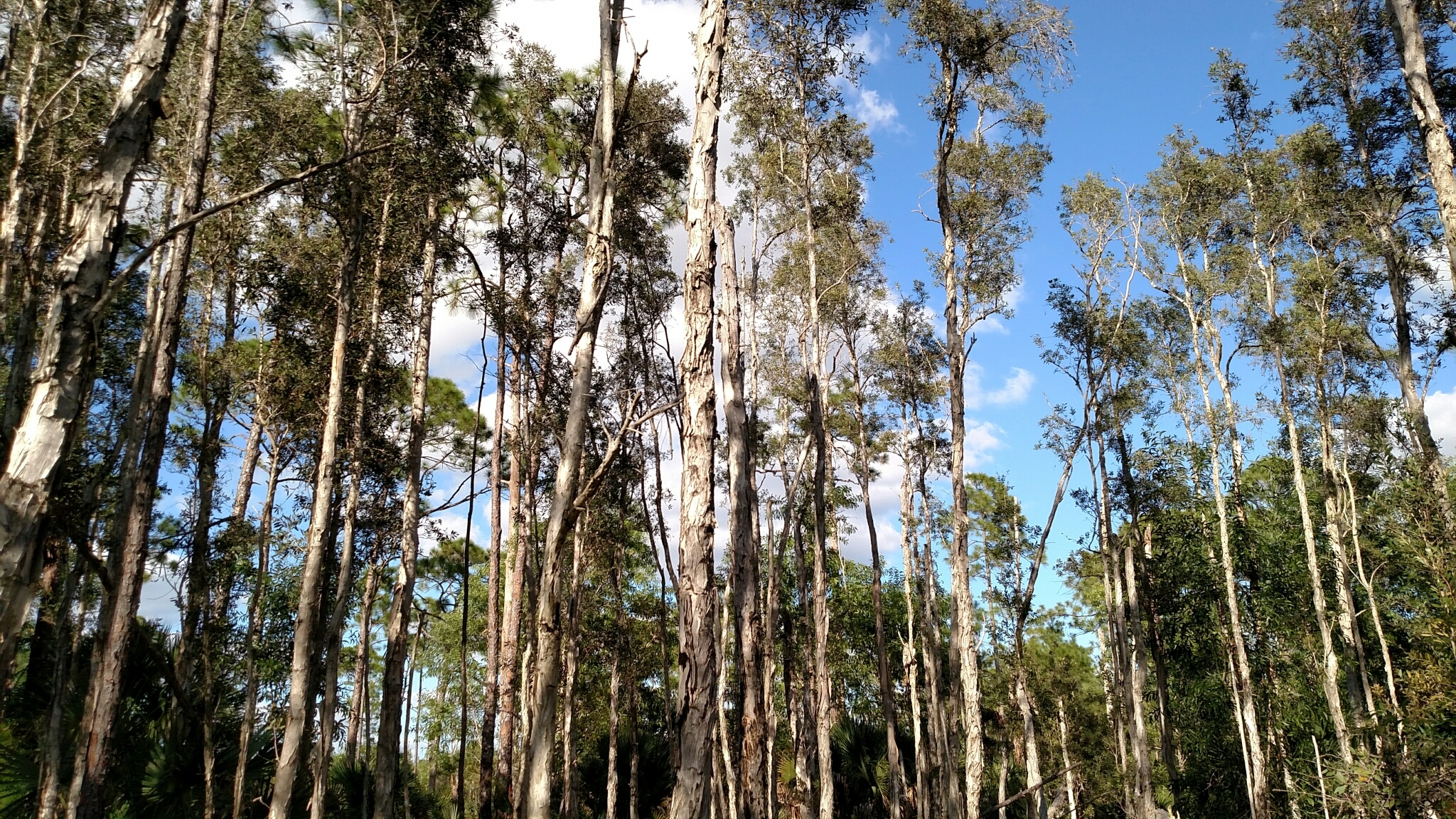 A stand of tall, straight trees with pale, peeling bark and pointed green leaves.