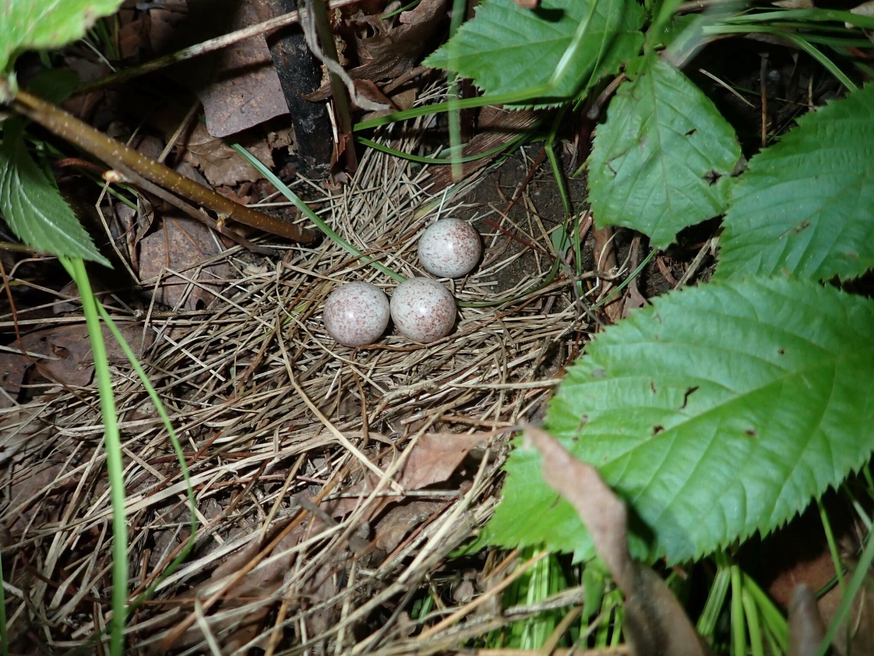 A photo of an open stick nest on the ground with three speckled eggs in it. The photo is taken with a flash in dark underbrush.