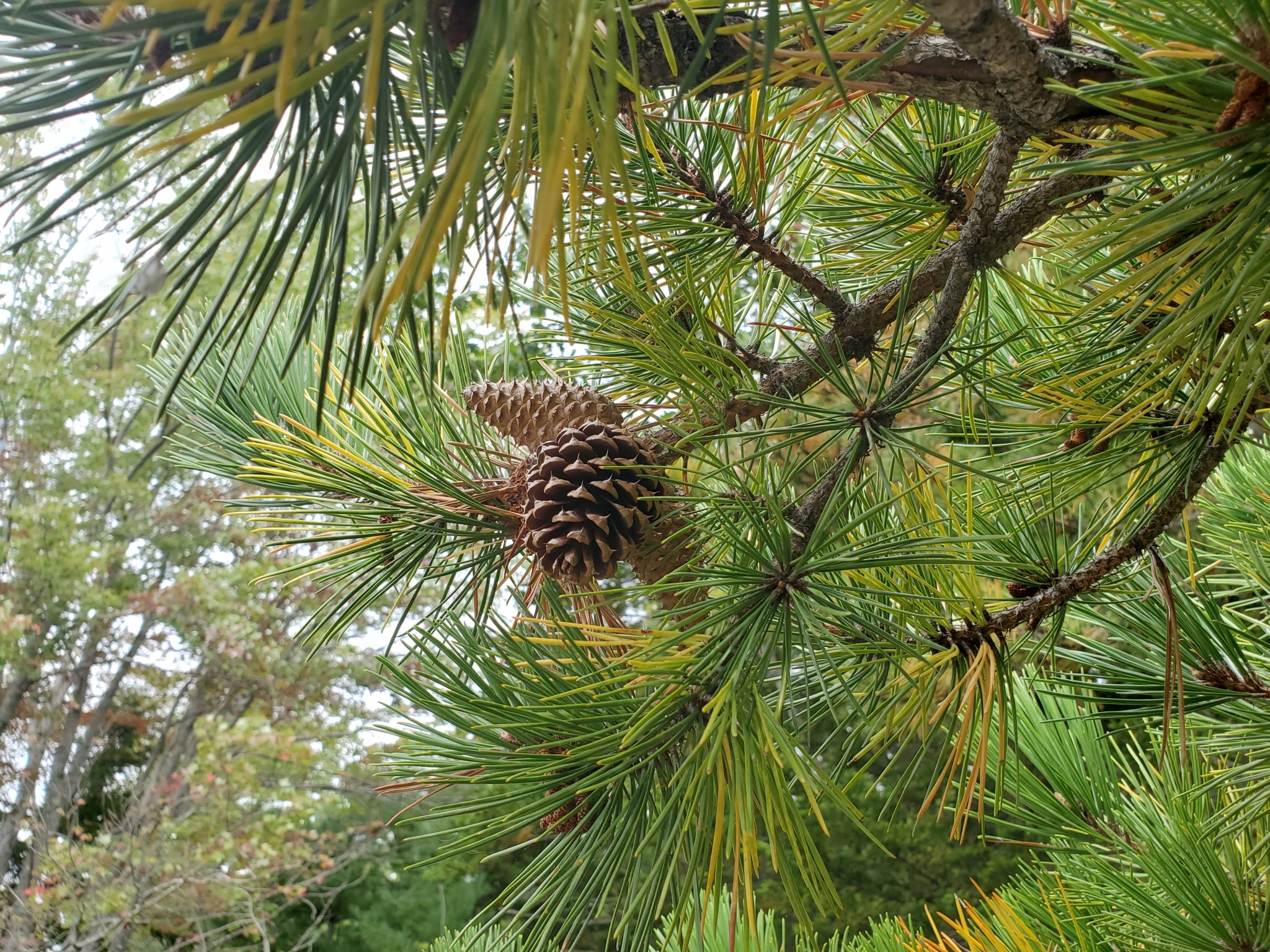 Photo of pitch pine branch with cones.