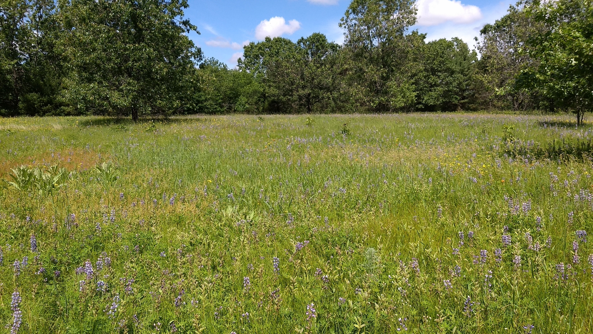 A photo of an open field surrounded by deciduous trees, with many blue/purple lupine flowers blooming in the field.