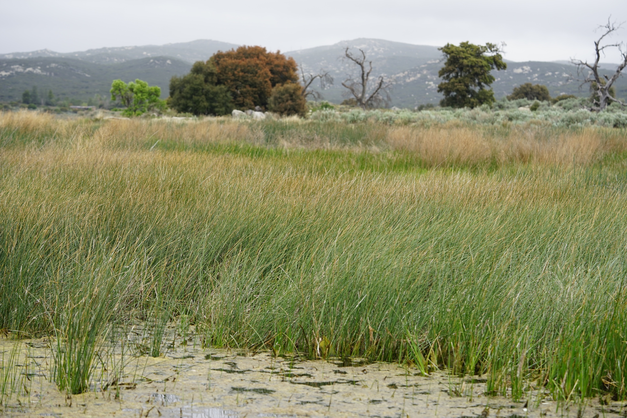 A photo of a wetland with green grassy vegetation growing out of algae-covered water. Some trees and hills are visible in the distance.
