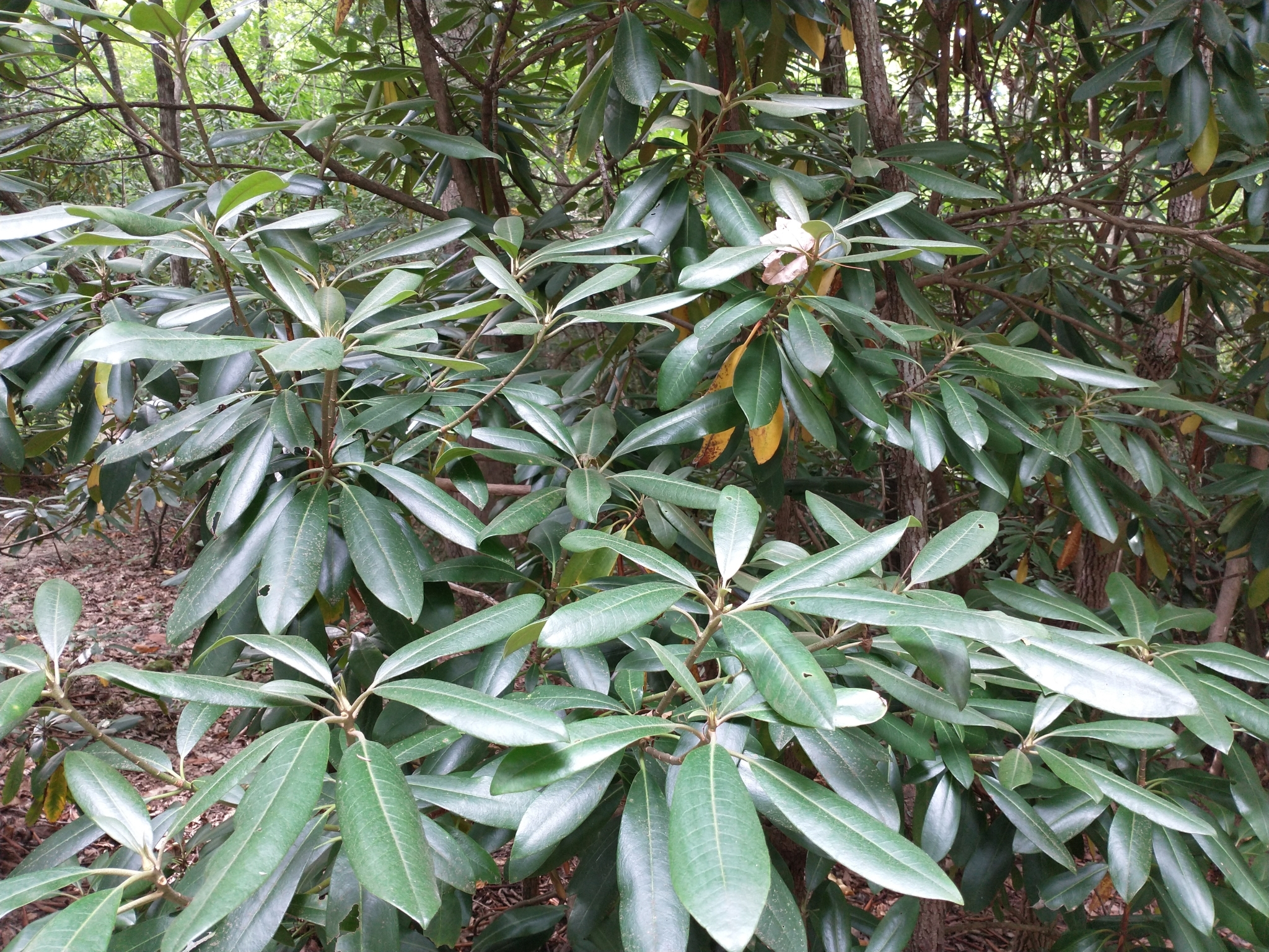 Photo of great laurel showing shiny leaves and growing in shaded understory.