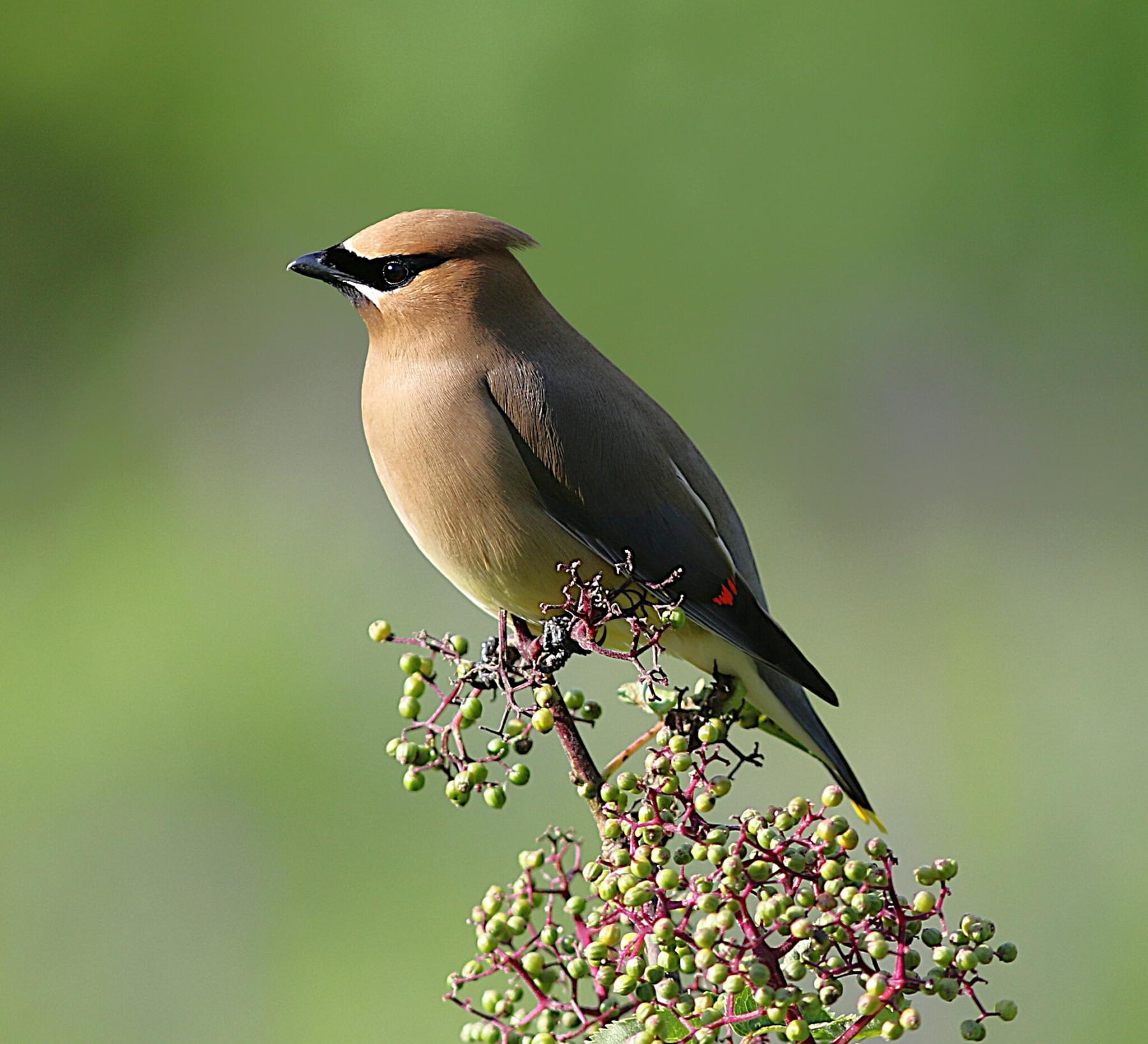 Photo showing a small brown bird with a black "mask" and black wing feathers tipped with red perched on a cluster of green berries.