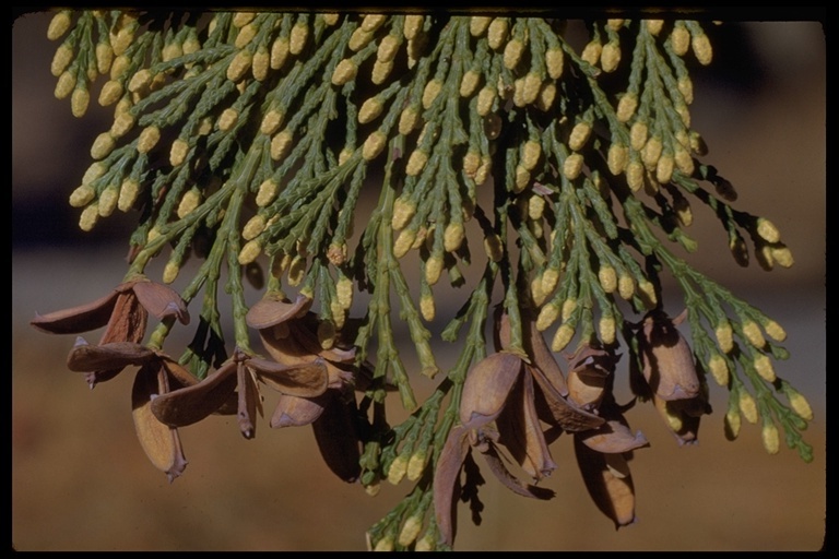 Photo of the ends of needle-like, scaly, green cedar leaves, many terminating in a yellowish enlargements, and others bearing brown, winged fruits.