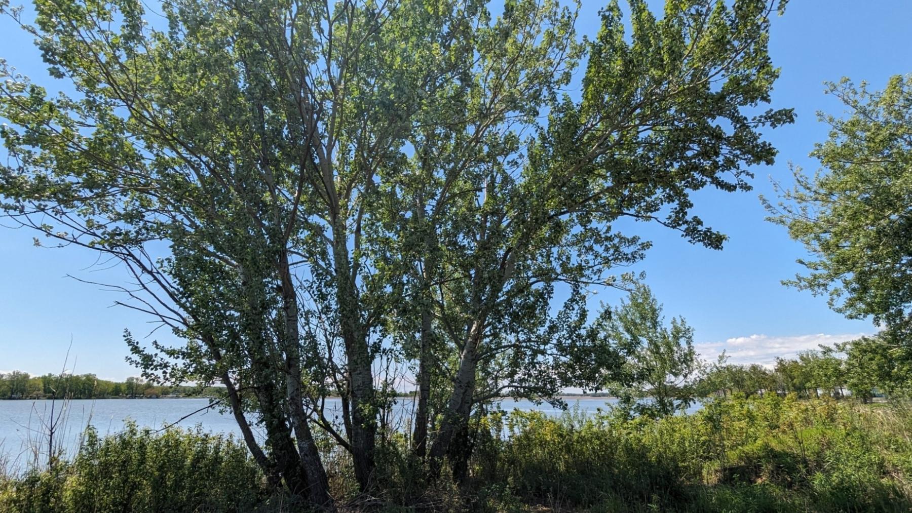 A photo of a multi-stemmed leafy tree growing along a lake. The ground below is covered in upright leafy shoots.
