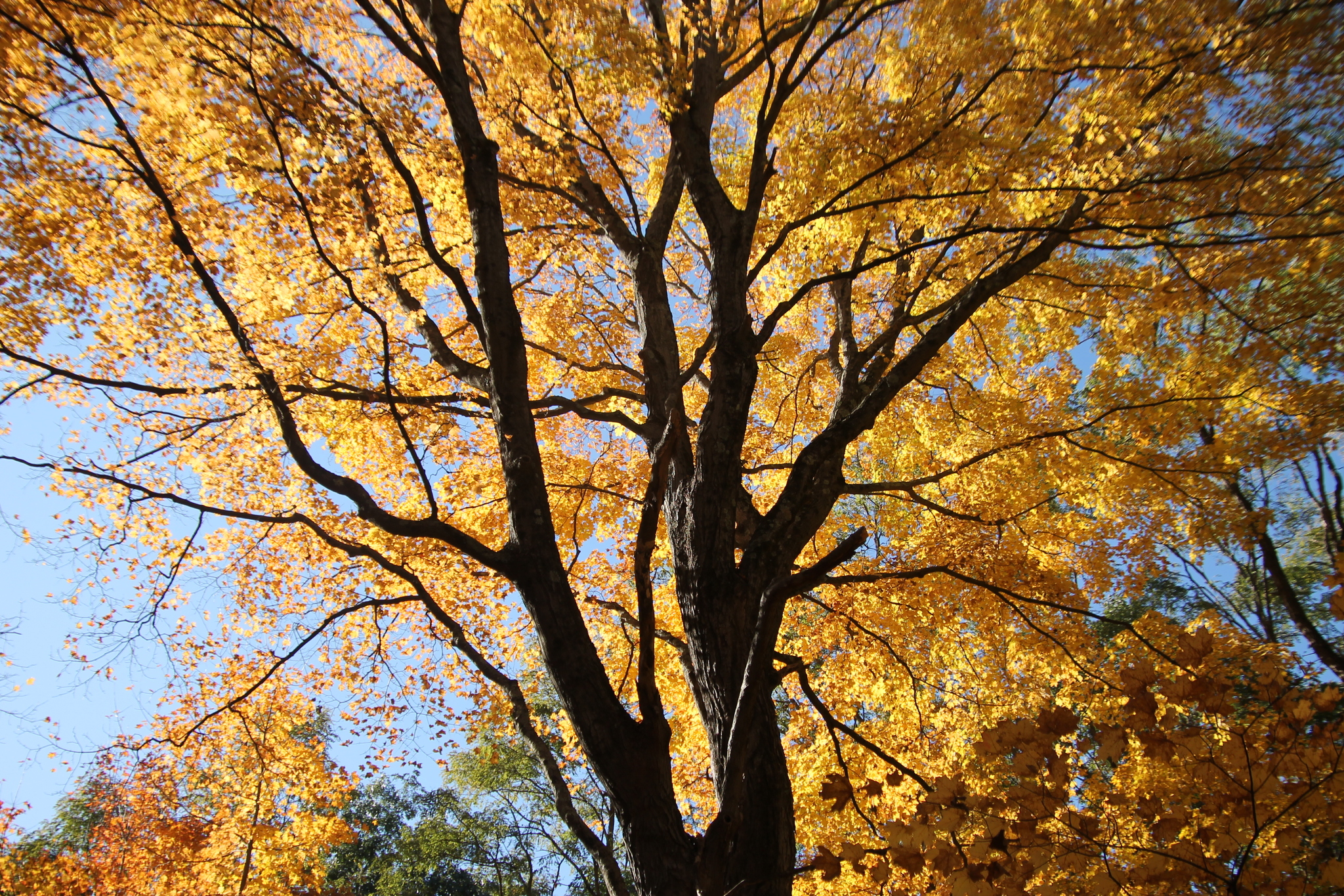 A photo of a large, branching tree with many golden leaves shining in the sun. The tops of a few other trees in similar orange and yellow are visible.