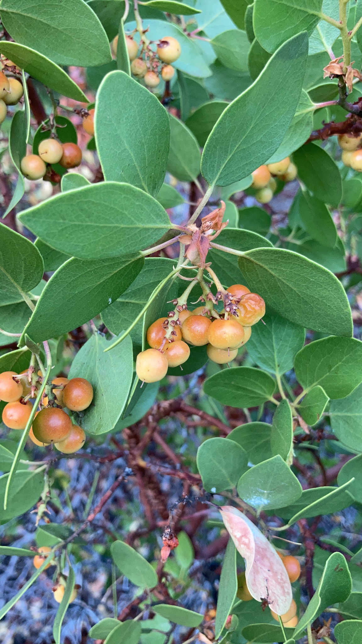 Close-up photo of a leafy green shrub with oval leaves and small, pink and yellow fruits.