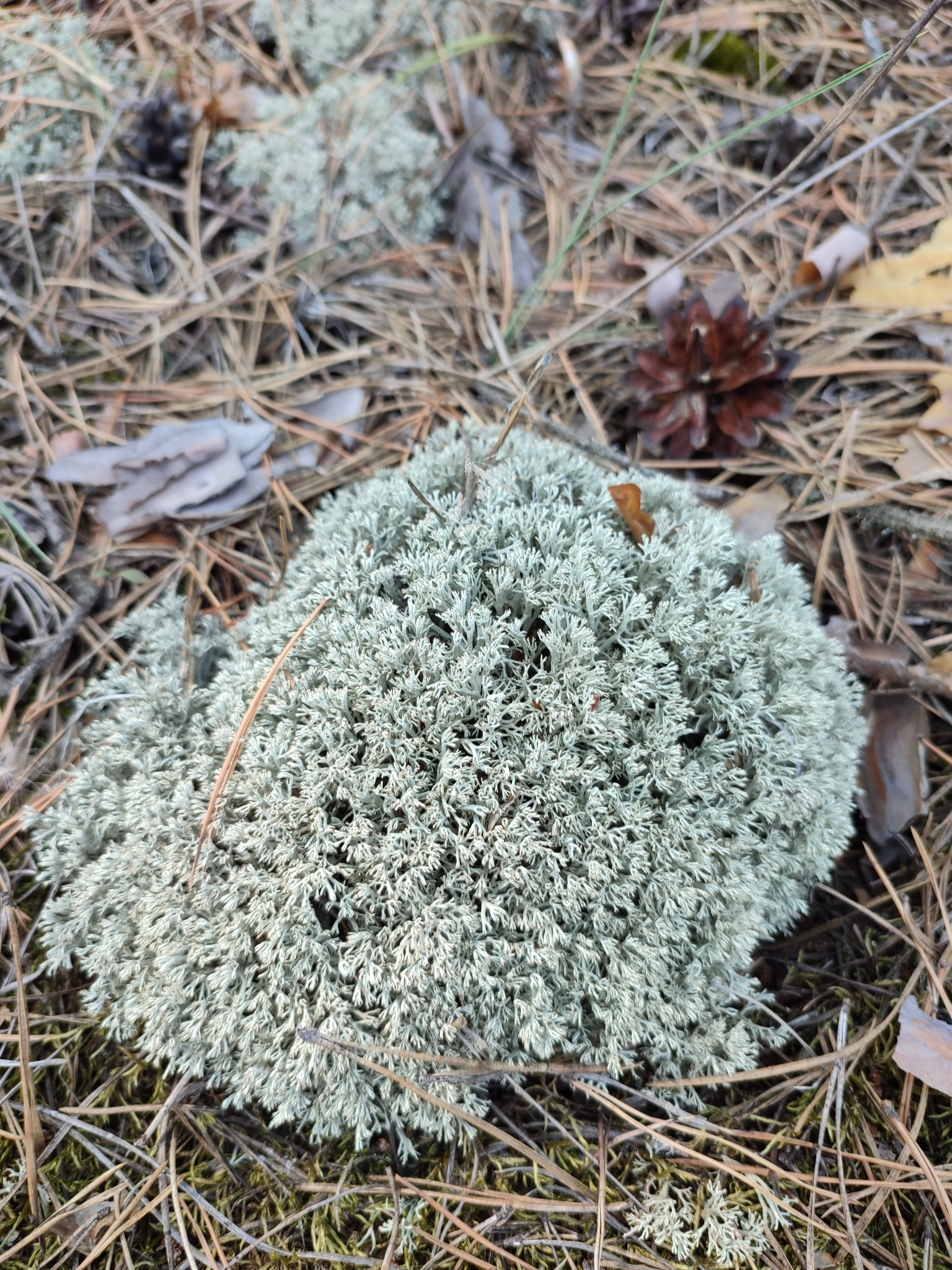 Photo of tree reindeer lichen growing in litter.