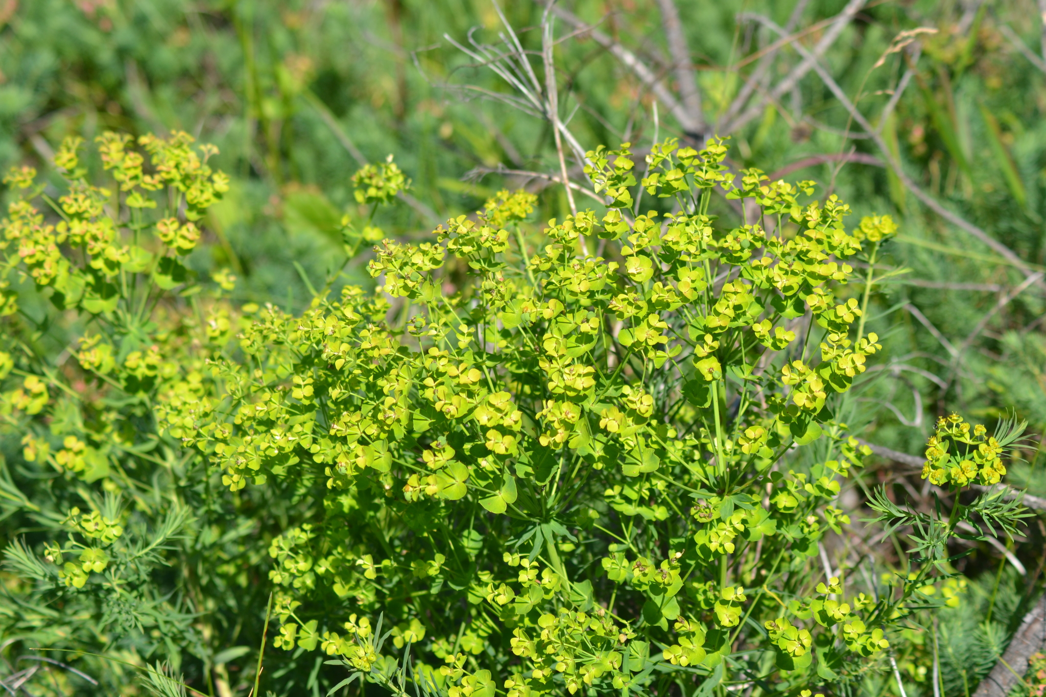 A photo of an upright, leafy green plant with yellow flowers at the tips.