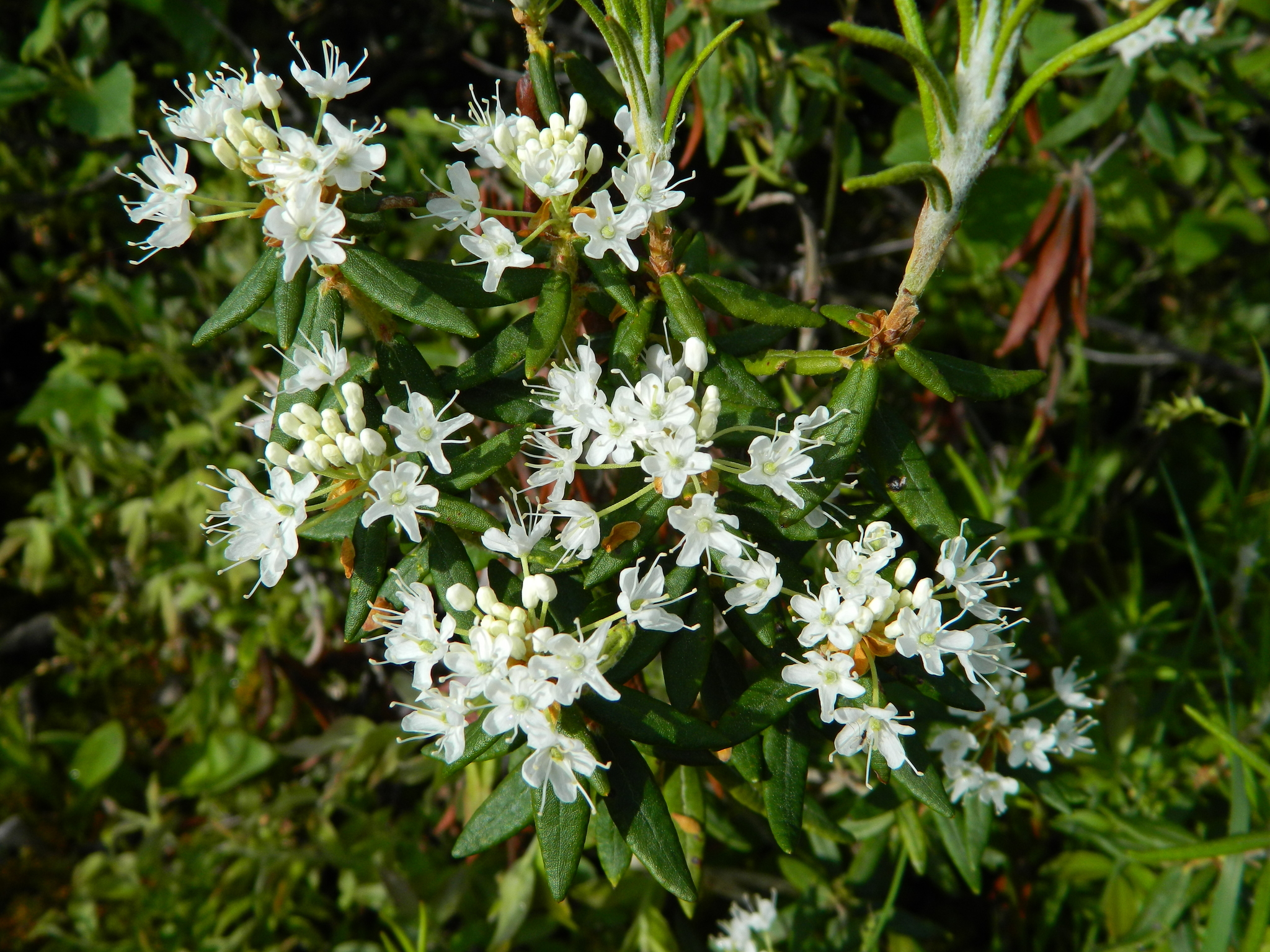 Photo showing white blossoms of bog Labrador tea.