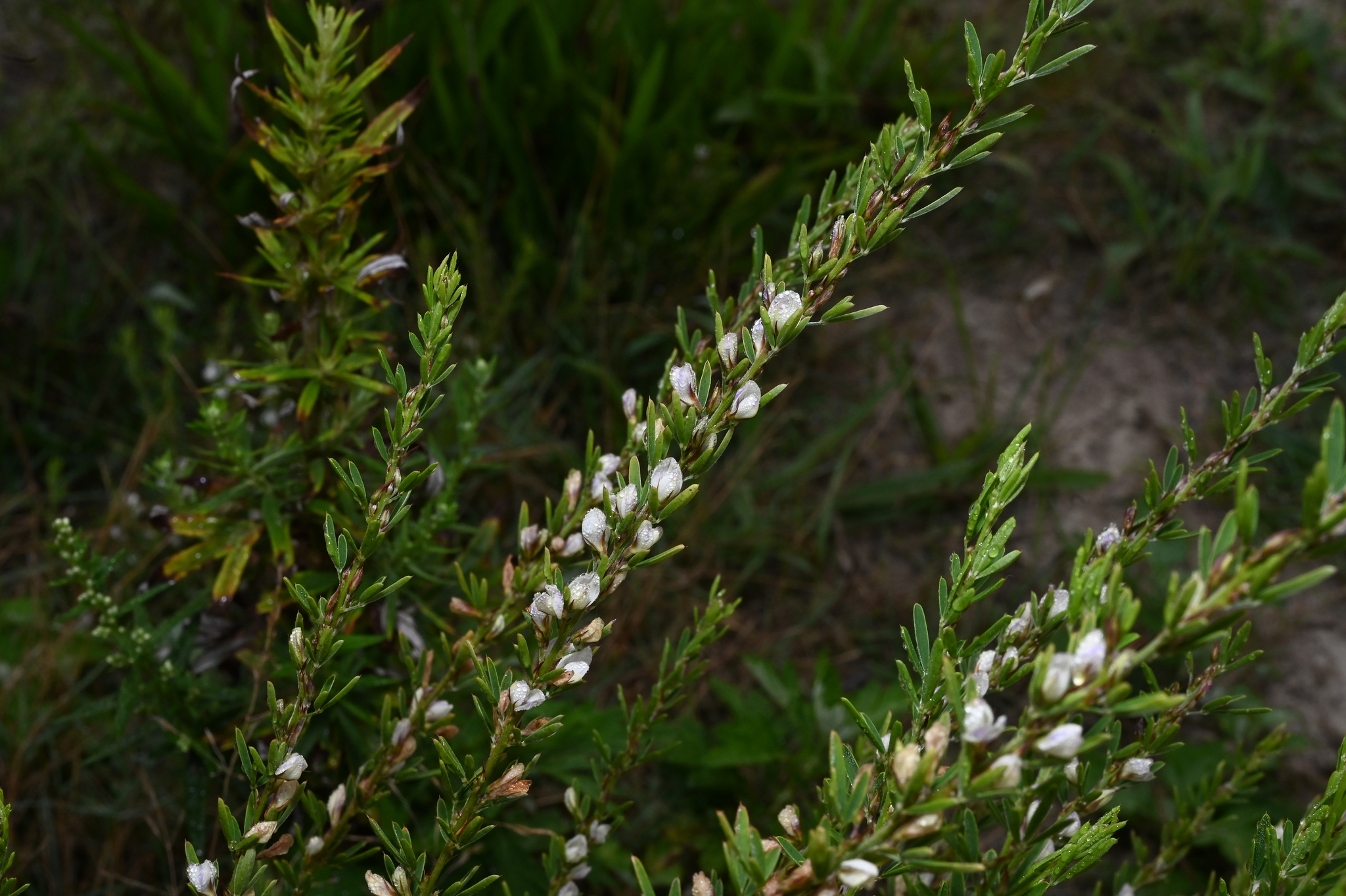 A photo of an upright plant with long stems covered in small round leaves and white flowers.