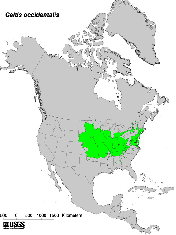 Photo showing map distribution of common hackberry indicating concentrations in the northeast, north central, & southeast.