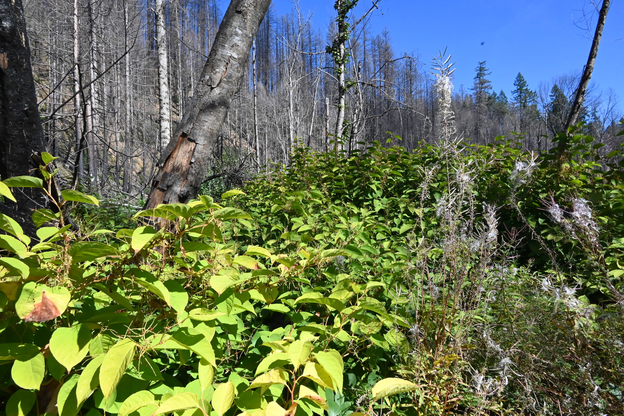A photo of a burned forest with dead, blackened trees and a dense growth of a green, leafy plant growing around the dead trees.