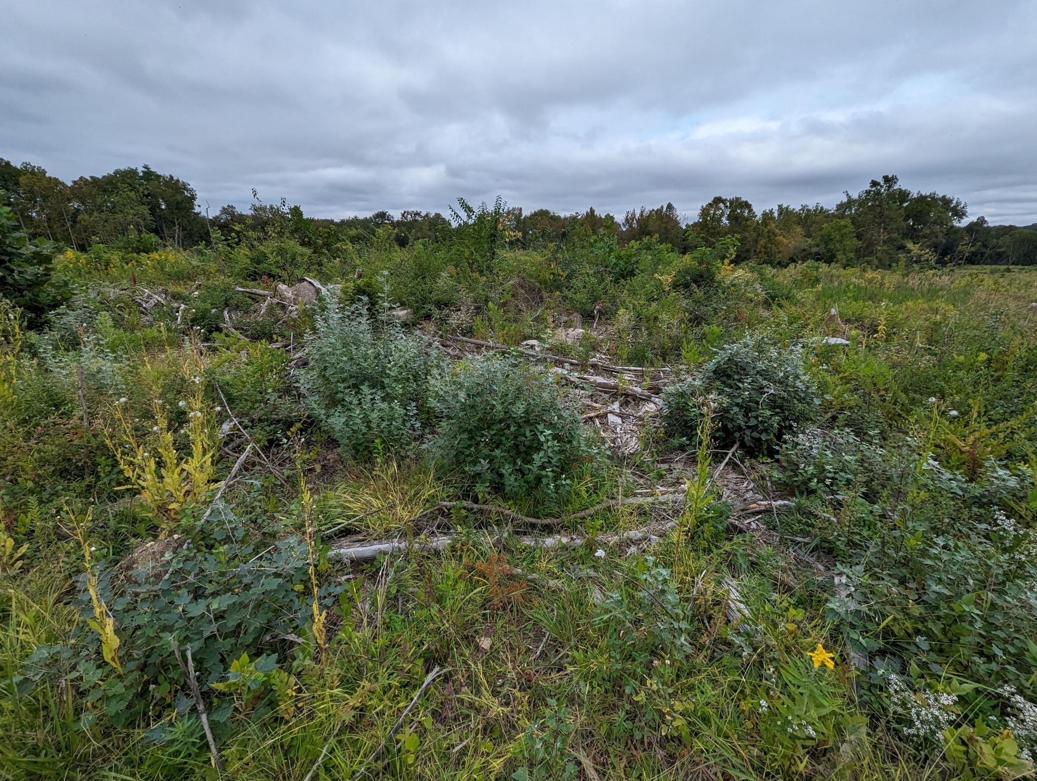A photo of an open, scrubby area with clumps of grass and shrubs, and a series of mounded woody plants with silvery-green leaves scattered across the area.