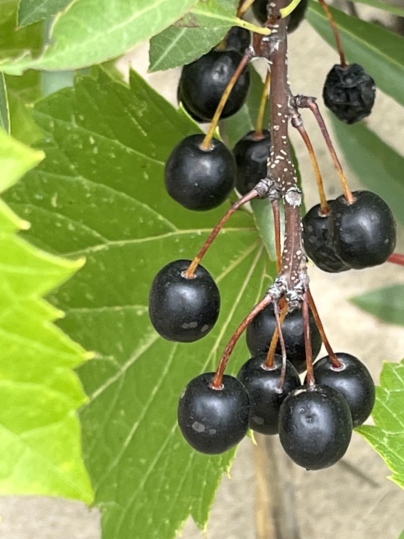 Photo showing a cluster of black berries dangling from their stalks along a narrow branch. 