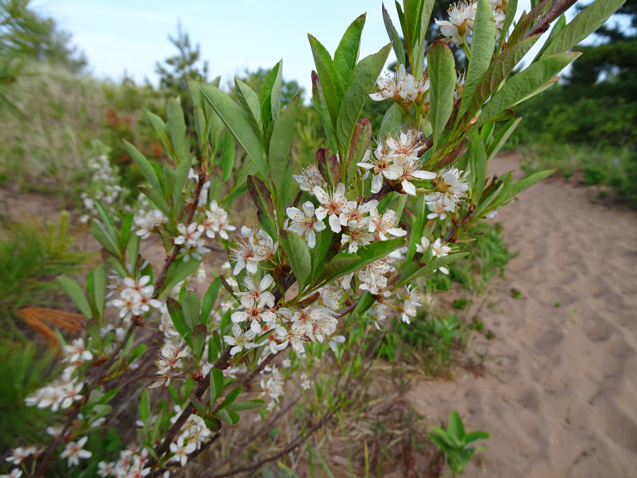 Photo of leafy branch with lance-shaped leaves and abundant white flowers against a background of sandy soil and other vegetation.