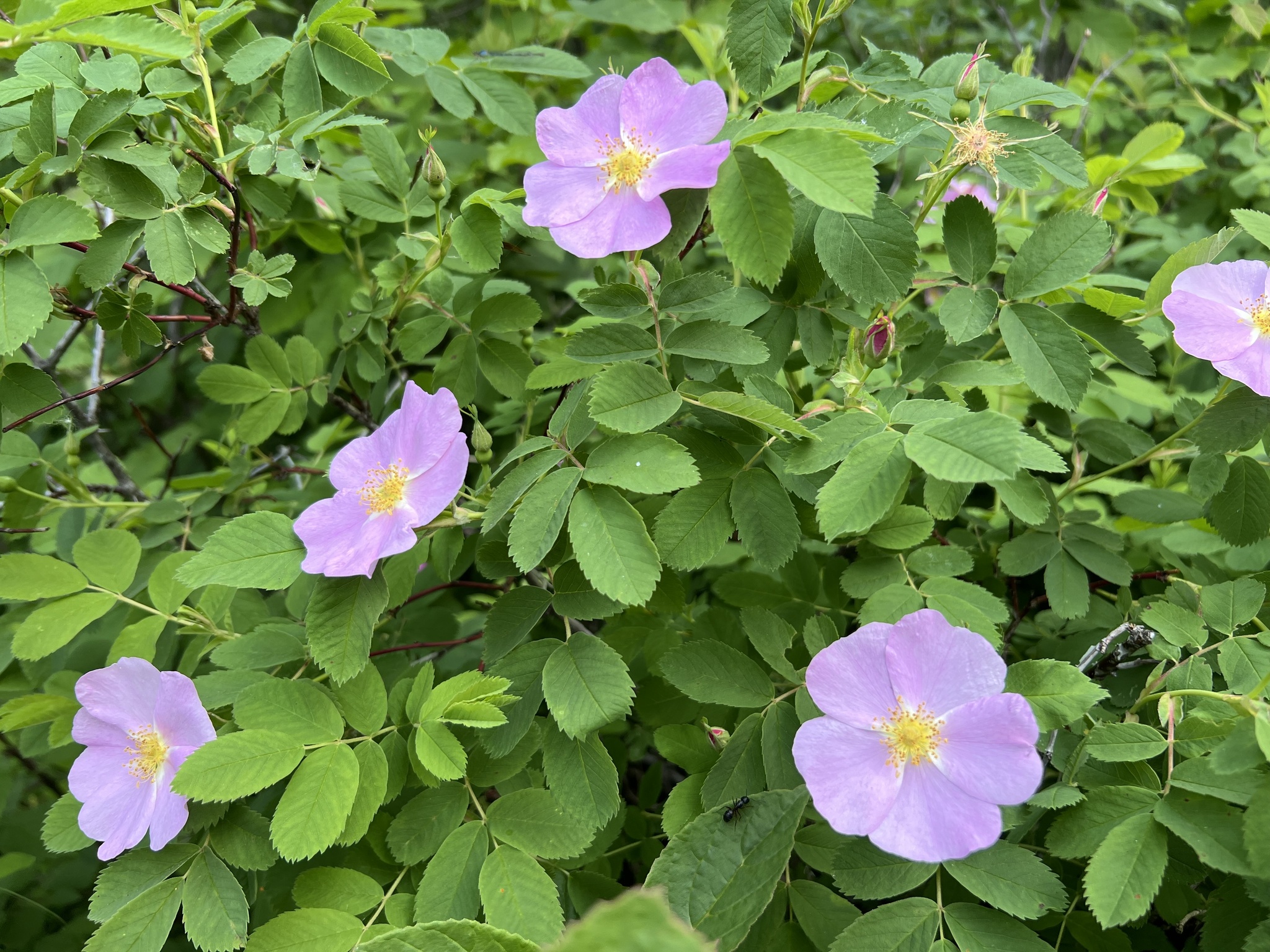 Photo of woods' rose with multiple pink blossoms.