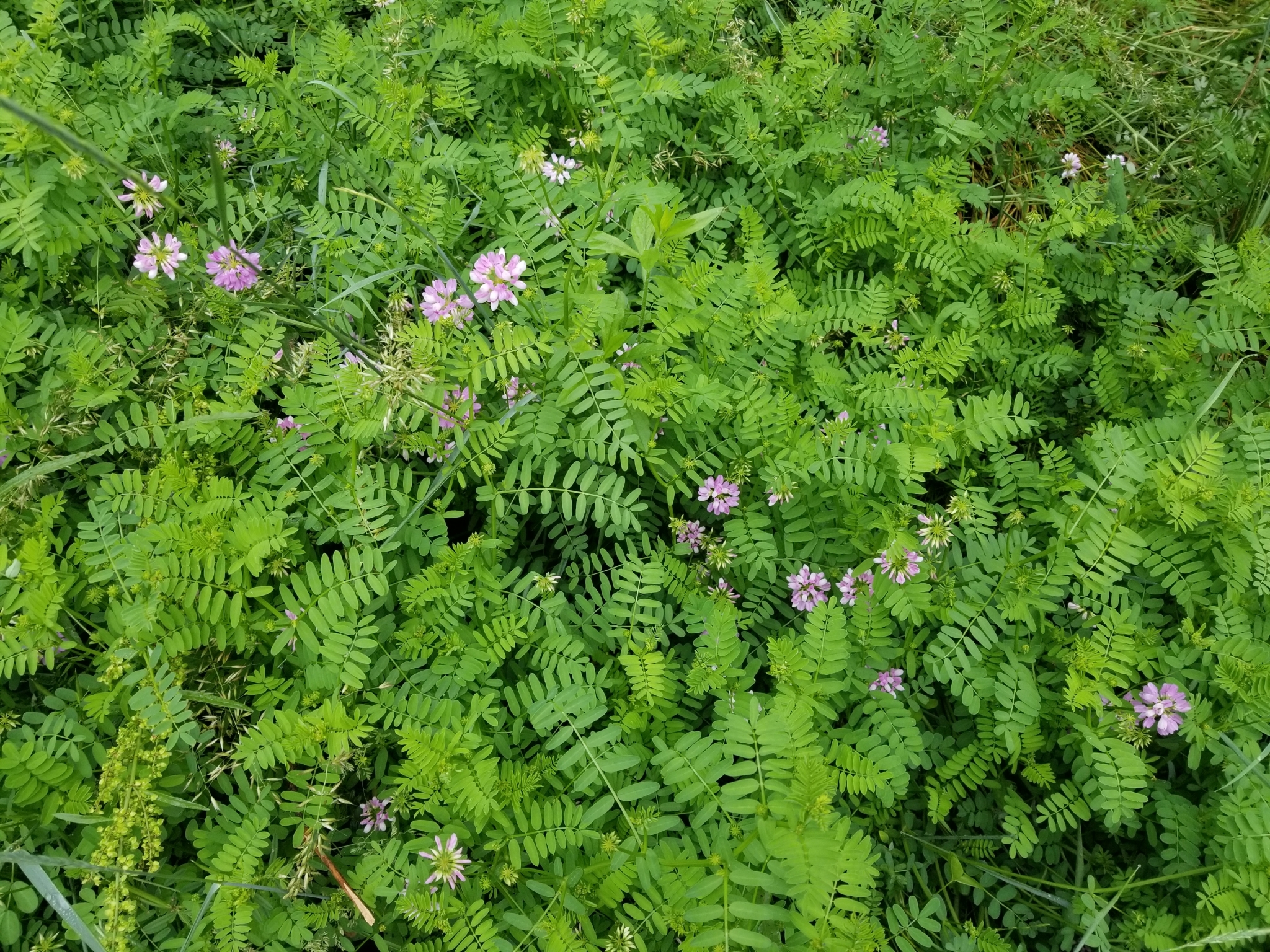 A photo looking down at a mat of green leafy plants with pink flowers on some of the plants.