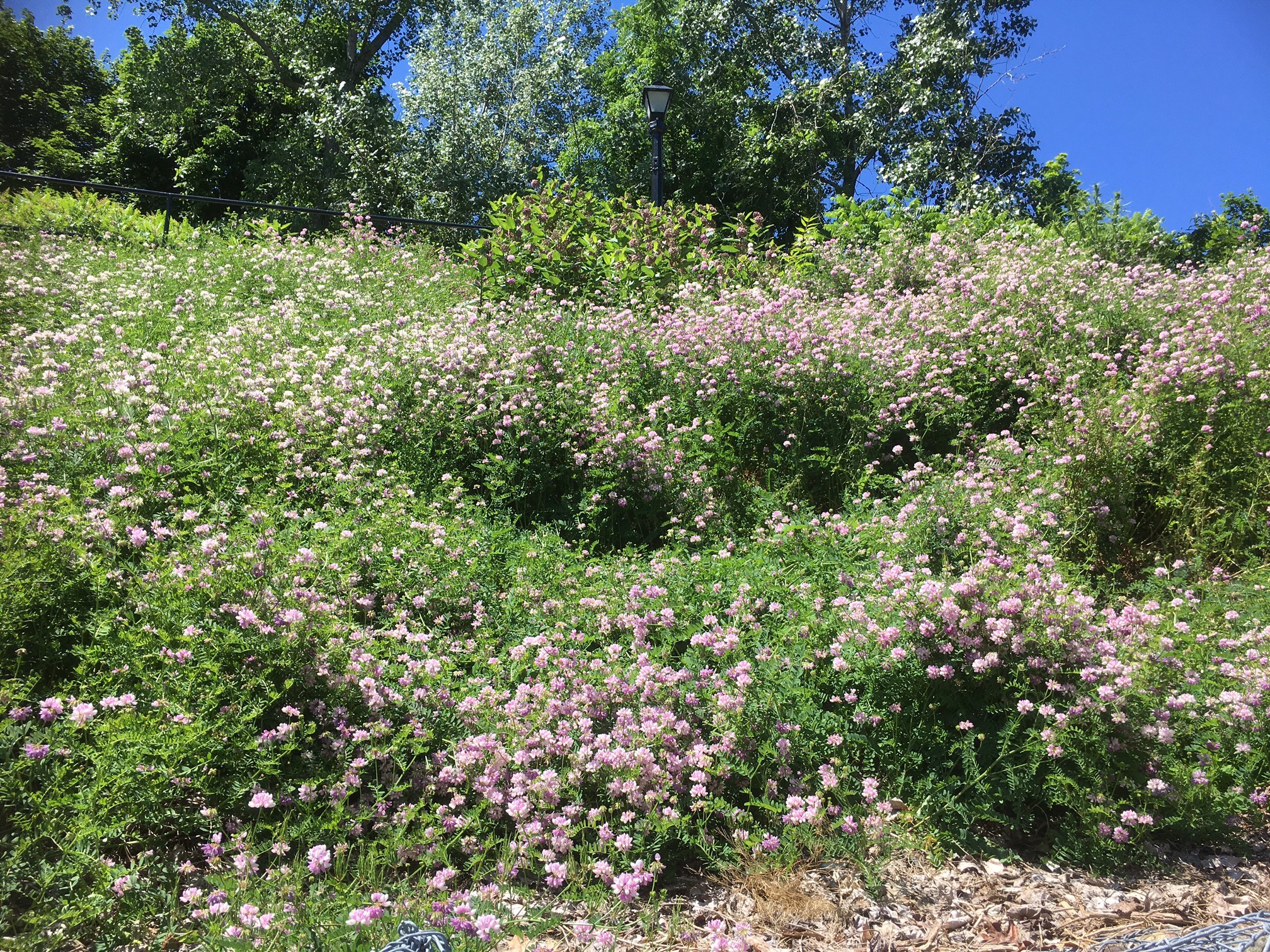 A photo of a hillside with a thick growth of plants with pink flowers growing on most of the hill.