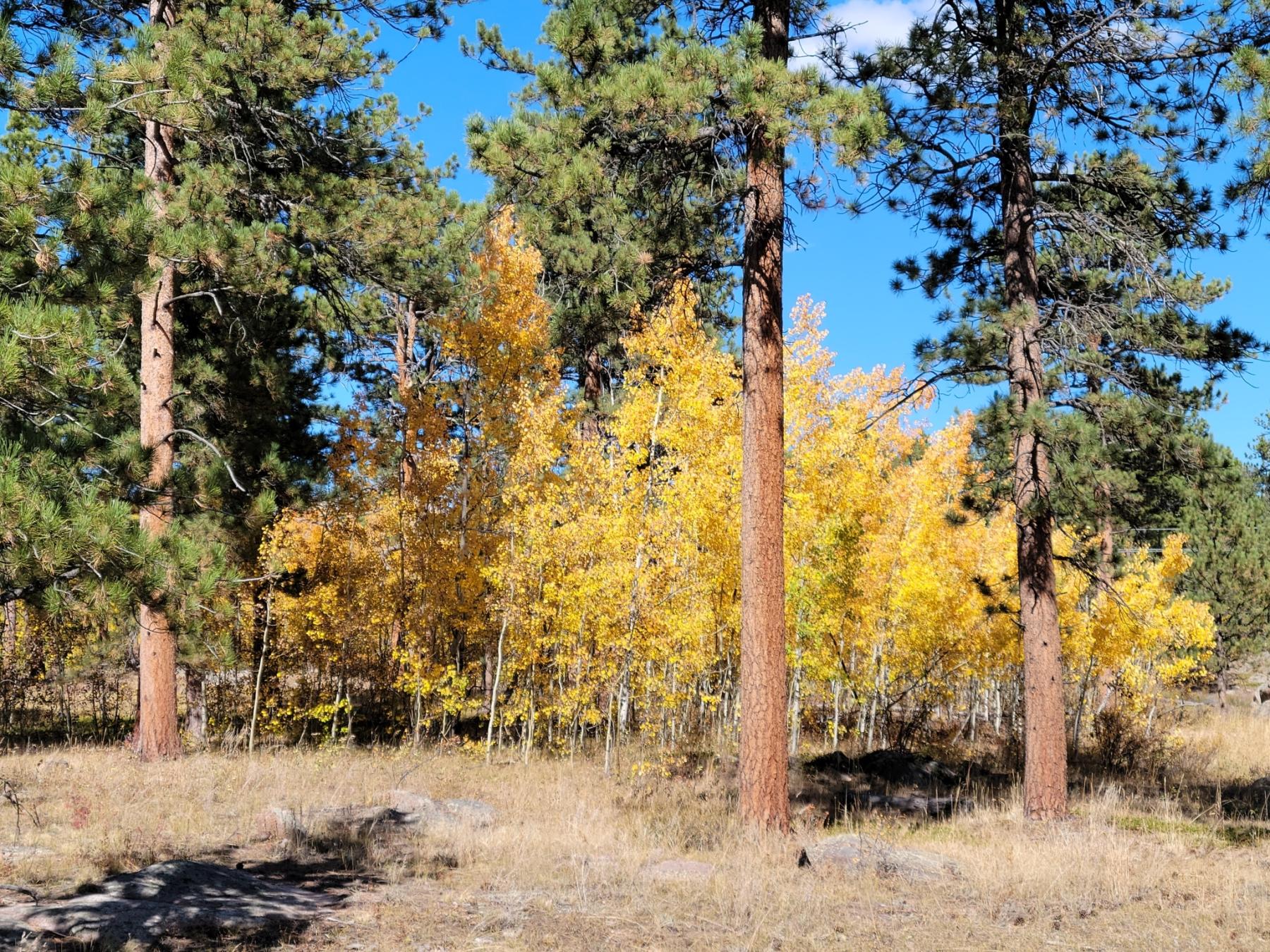 A photo of several tall, scattered pines growing with a cluster of bright yellow aspen trees. The understory is dominated by dry grasses.