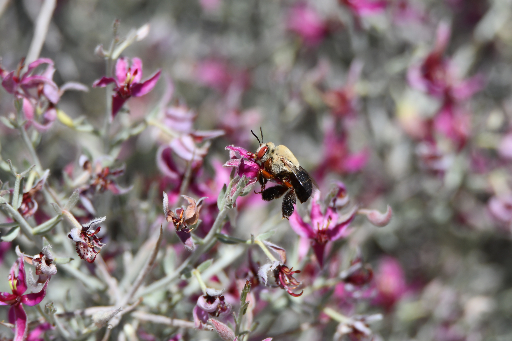 A photo of white ratany with many bright pink flowers, each occurring at the end of a twig. A fuzzy bee clings to one of the flowers with its front legs, while its black, fuzzy back legs are splayed below it.