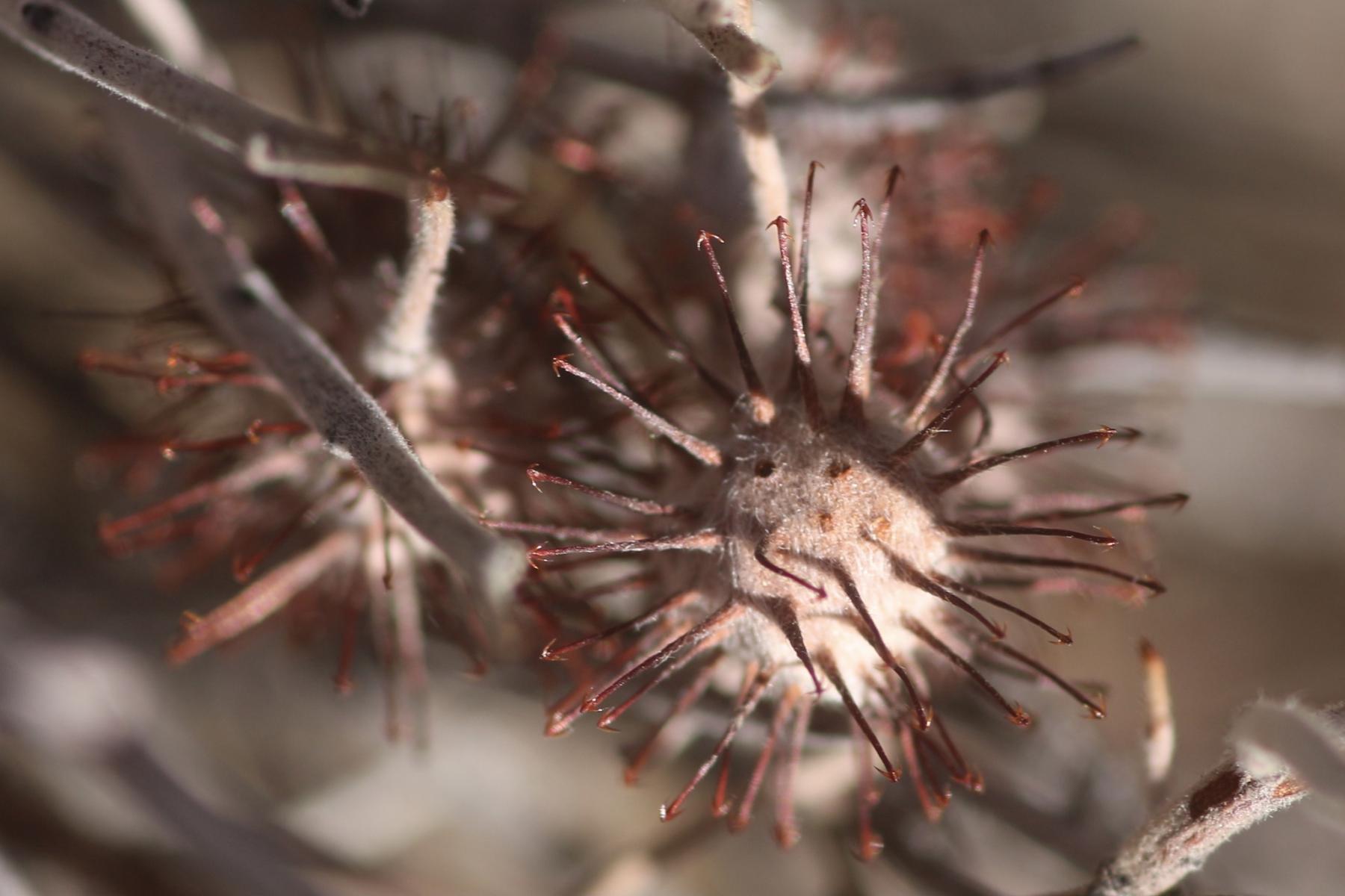 A close-up photo of white ratany fruits. The surface of each round fruit is covered with straight prickles, each of which is tipped with a whorl of tiny barbs.
