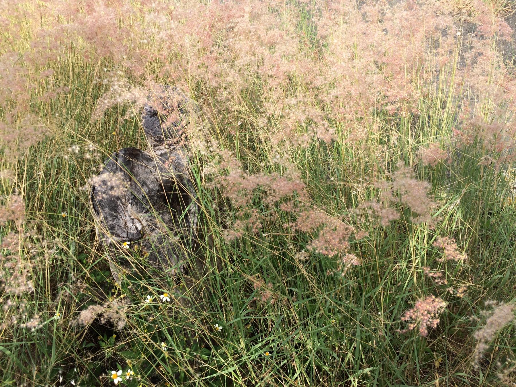 Photo of a clump of grass in flower, with very dense, pinkish-white flowering tops, with a charred stump of wood amongst them.