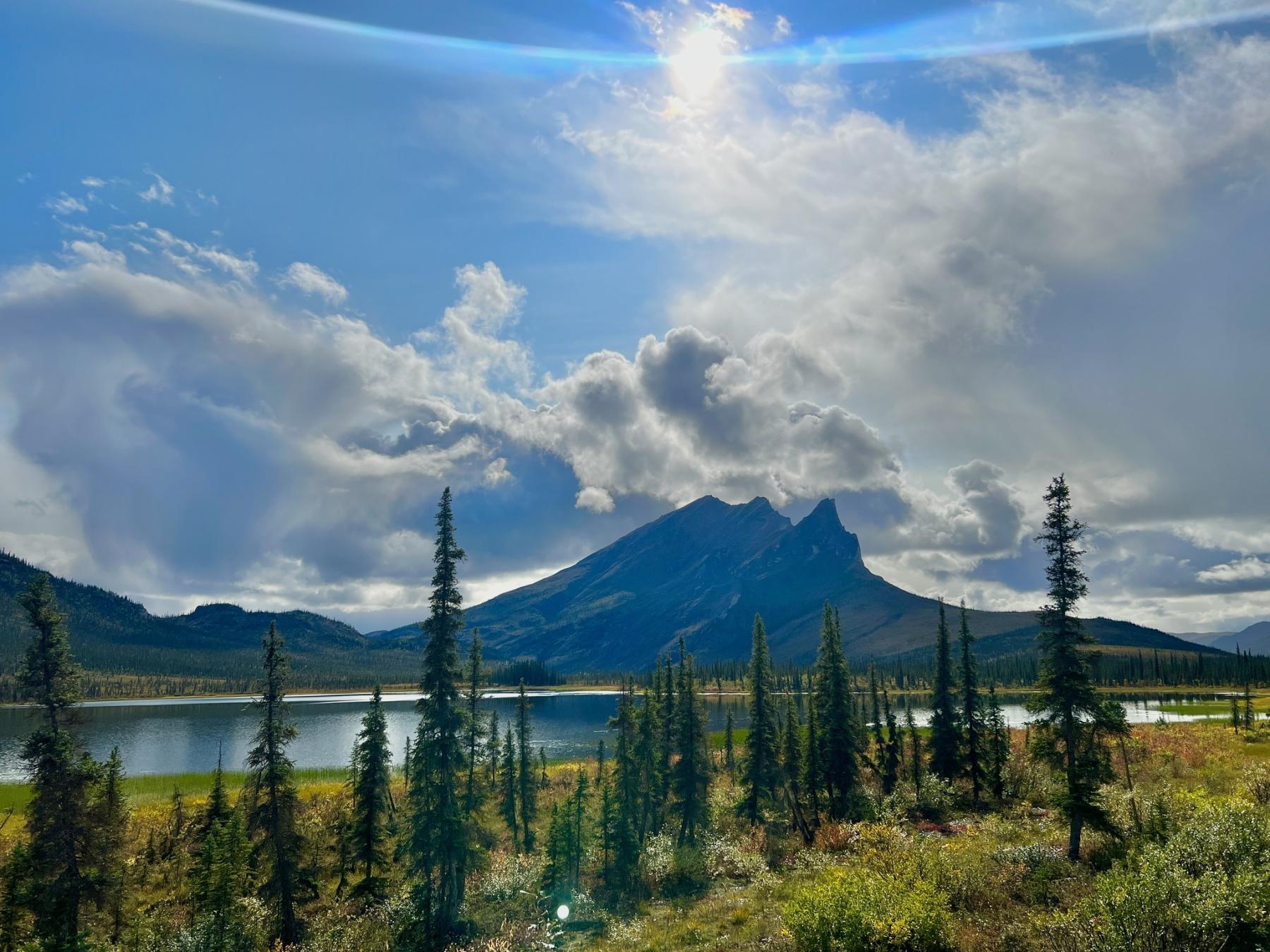 Photo of a sparse and small-statured forest stand adjacent to a lake with a mountain in the background.