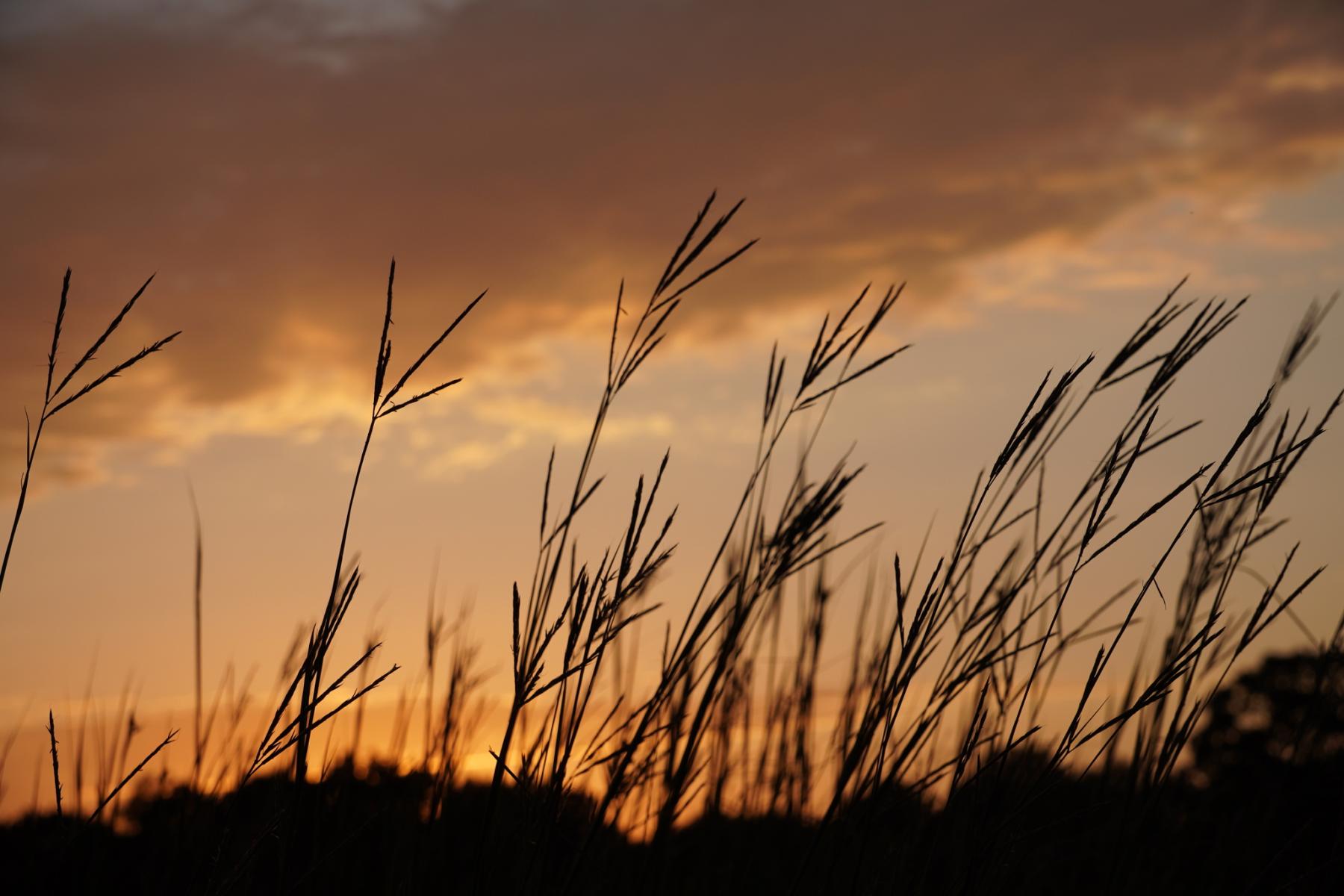 A photo of silhouetted reproductive stems of big bluestem with an orange-toned sunset behind.