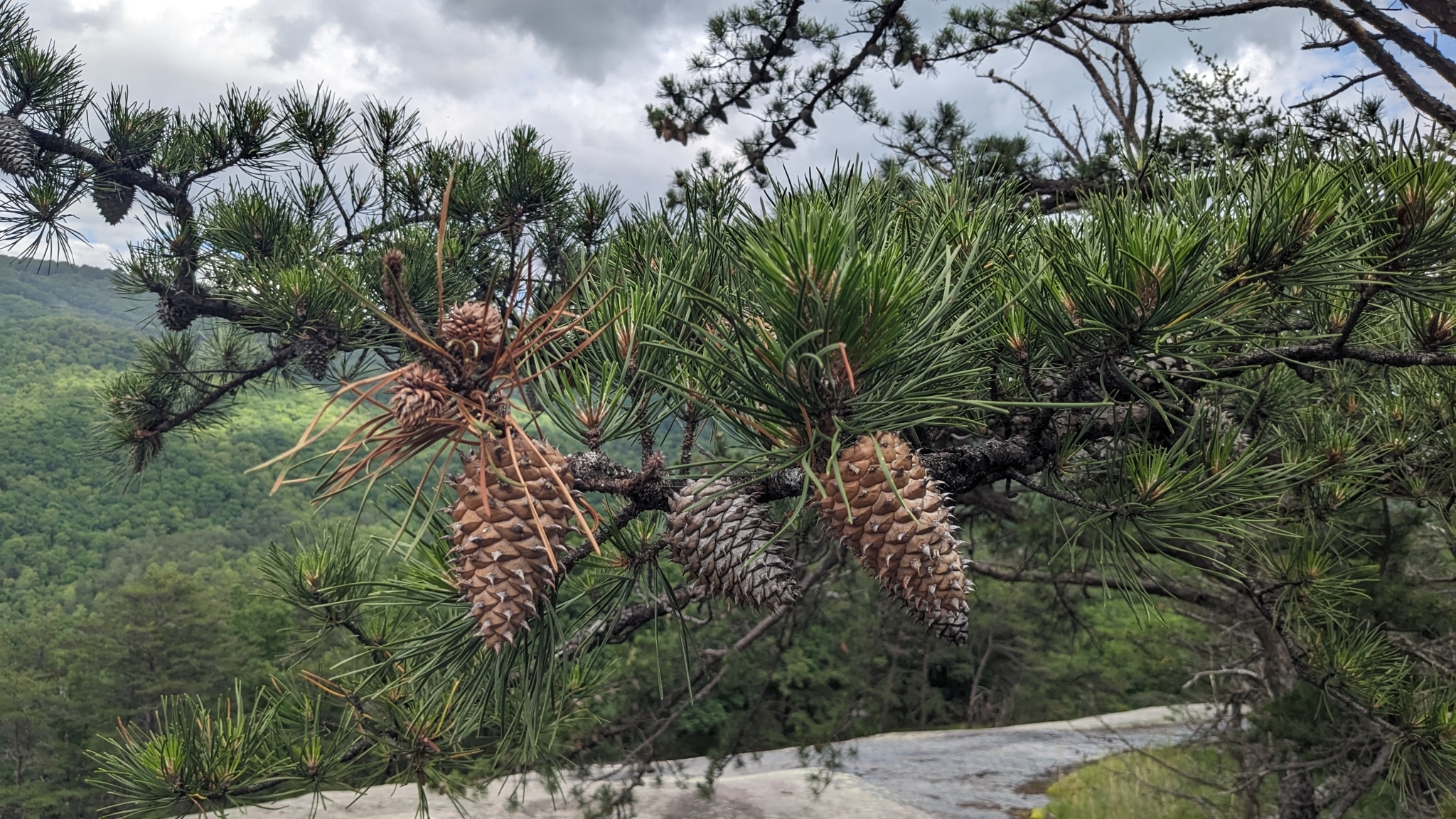 A photo of a pine tree's branch with spiky cones in front of a view of rolling, green mountains. Bare rock is exposed at the top of the mountain just behind the tree.