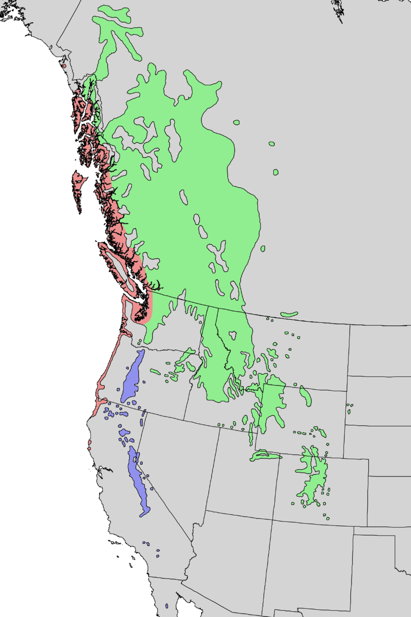 Map of the western United States showing the distribution of the three varieties of lodgepole pine.