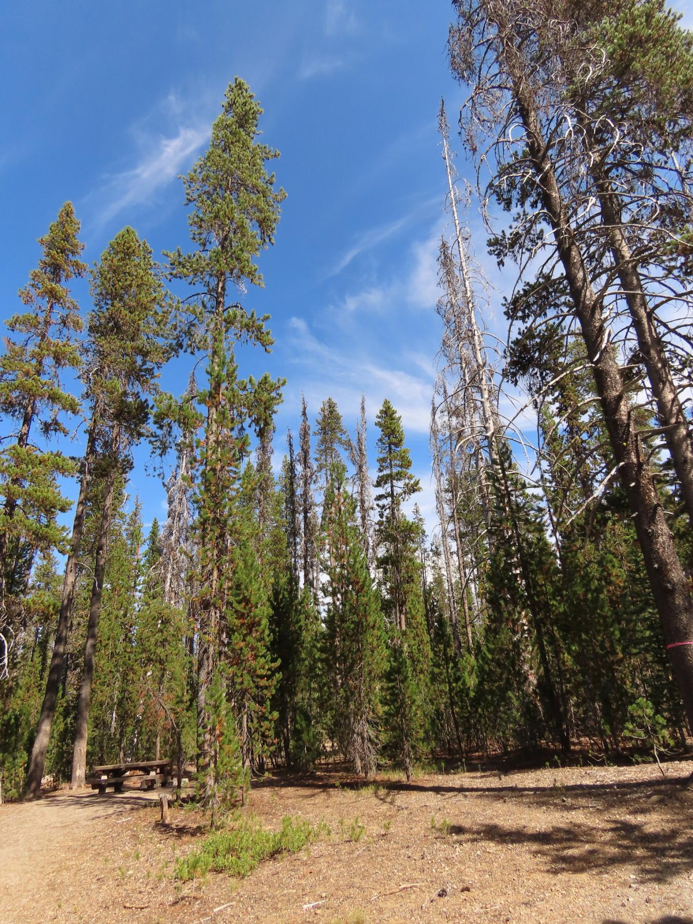 Photo of a conifer stand with tall trees, open understory, and blue sky.
